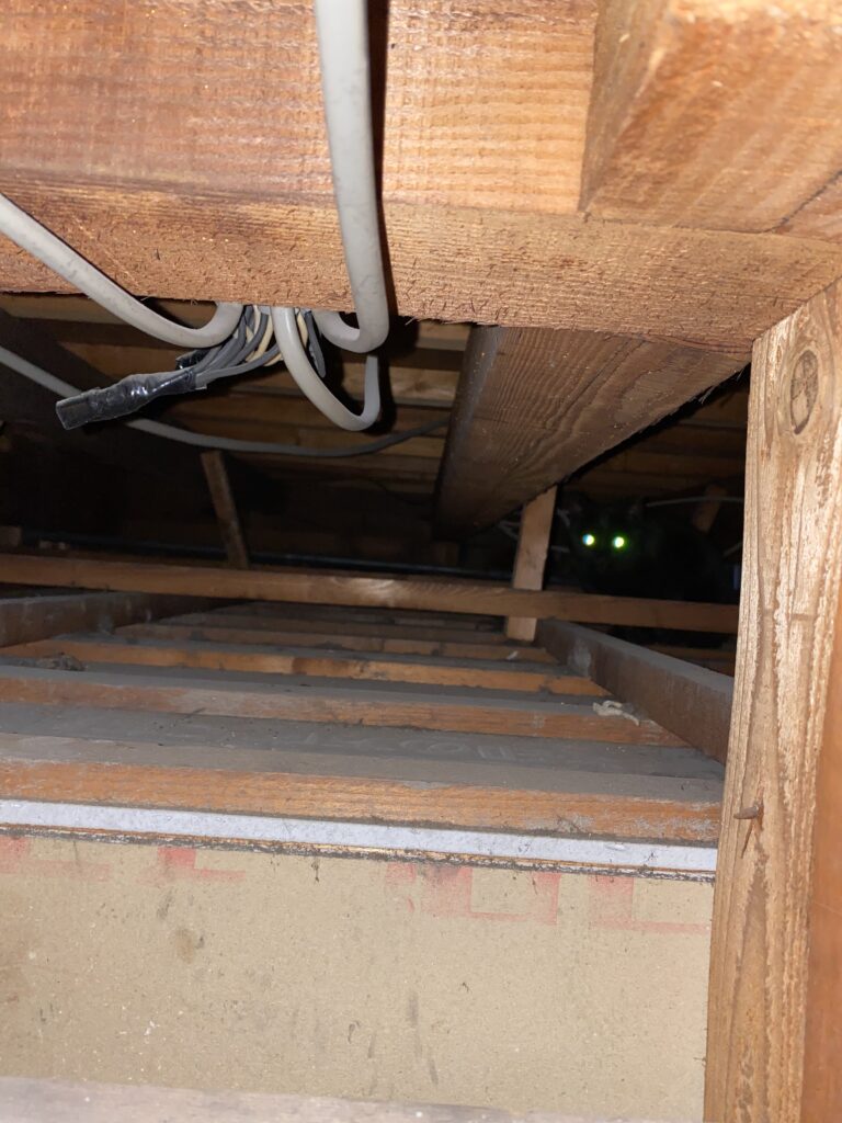 天井裏に入り込んだノラ猫さん捕獲のお手伝い ねこから目線