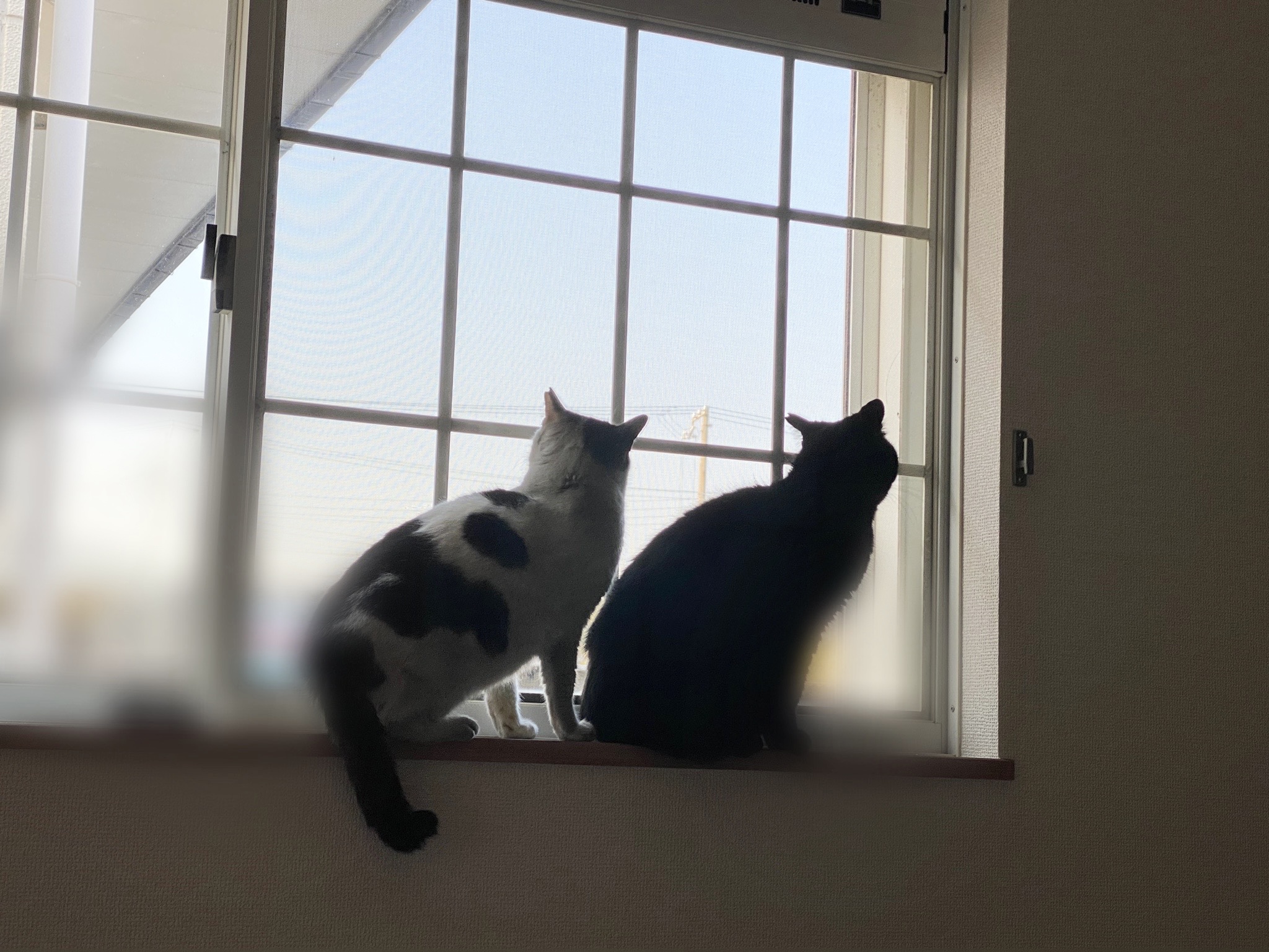 公園猫さん保護のお手伝い | ねこから目線。