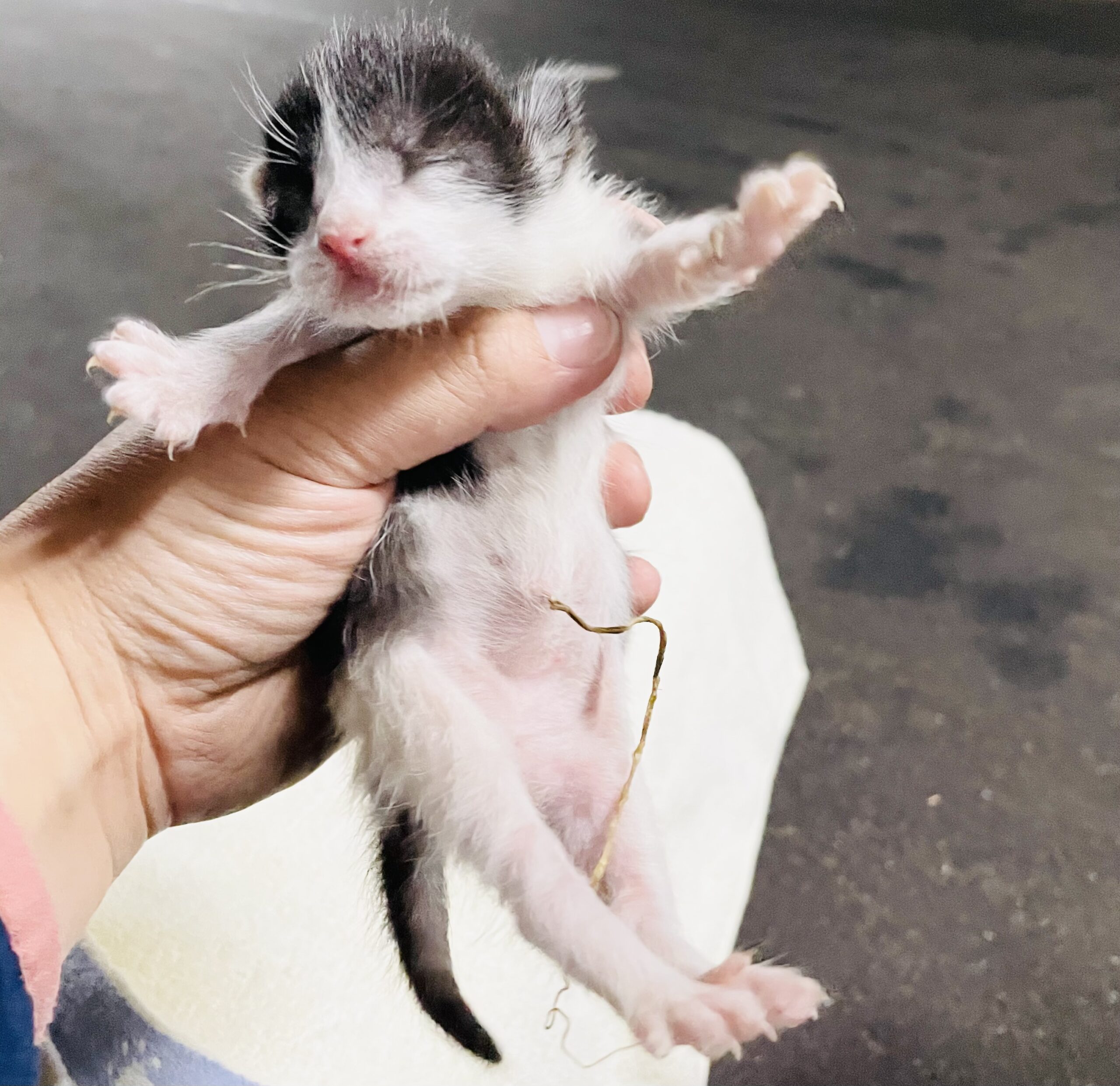 エンジンルームの子猫レスキュー | ねこから目線。