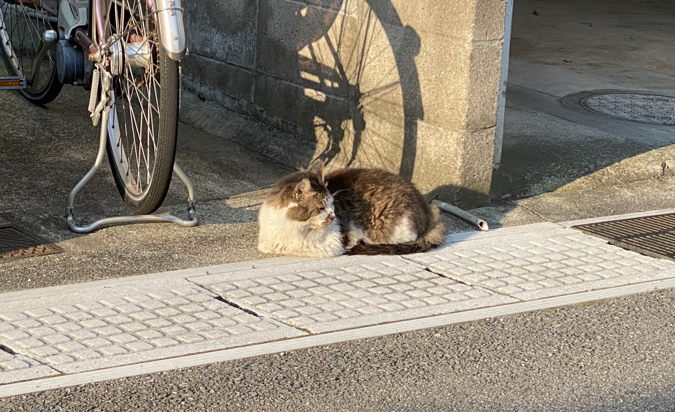猫が不安を感じないよう訓練する方法