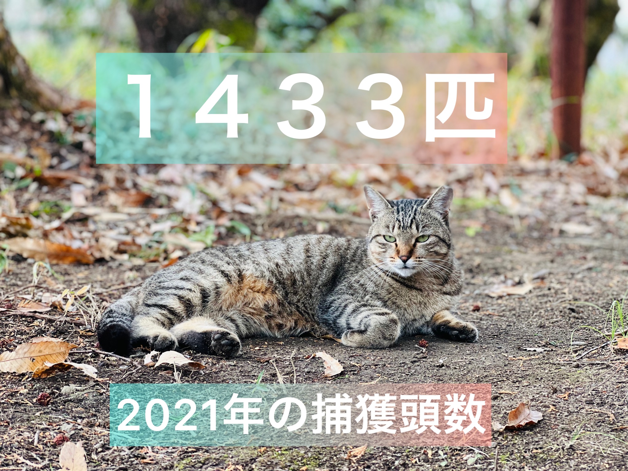 春夏新作モデル RH-022 箱罠M 動物用ハンター 動物追跡 ペダル 野生の良い猫 迷子猫 小動物 保護 動物は 農業作物を追い払う 簡単な組み立て  取付け 箱罠 tezelizolasyon.com