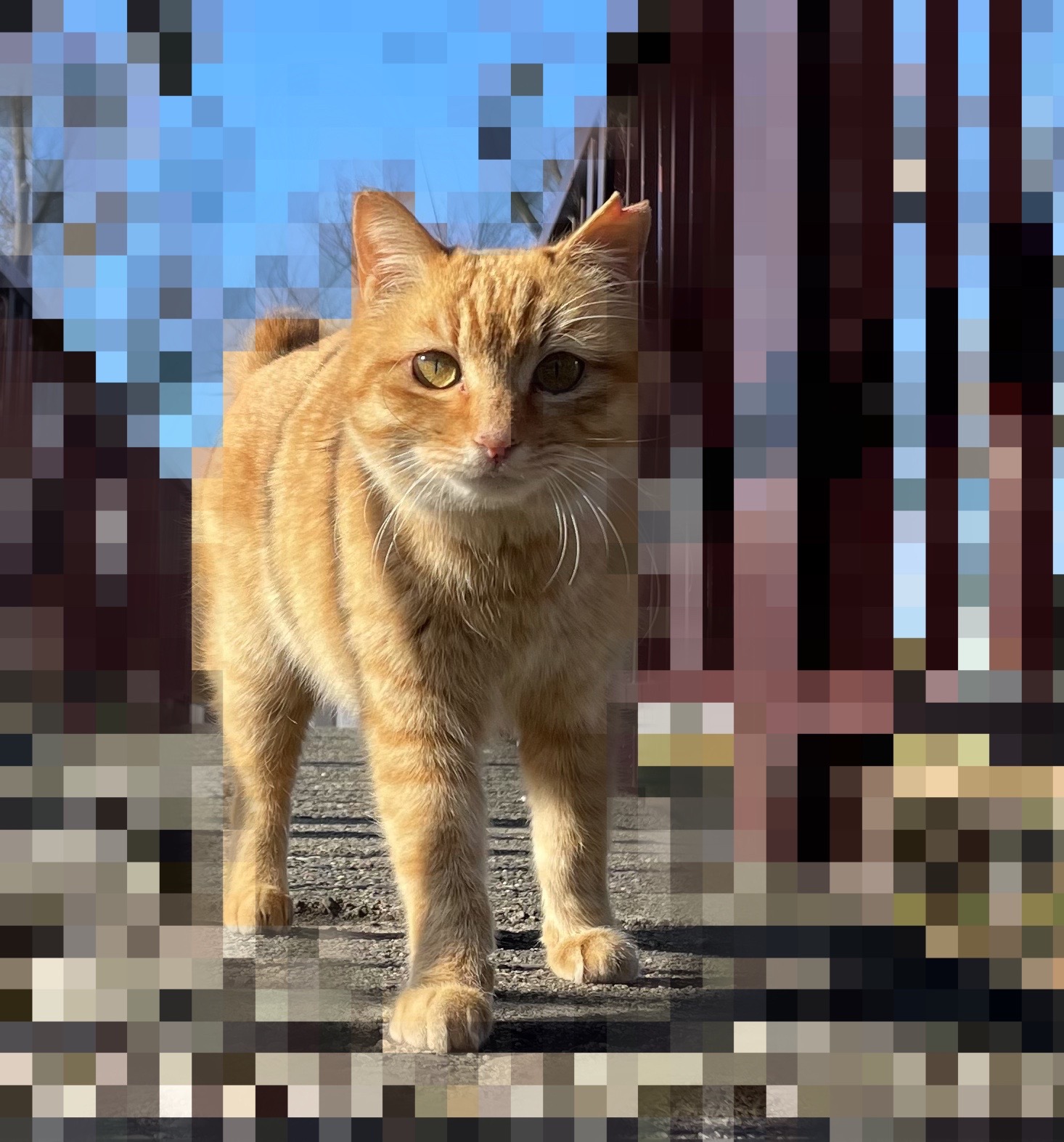 続。公園猫TNR | ねこから目線。