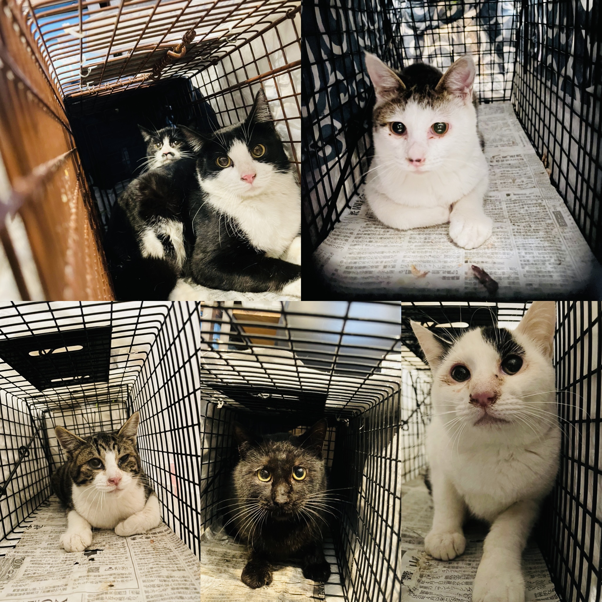 お庭に来る猫さんのTNR | ねこから目線。
