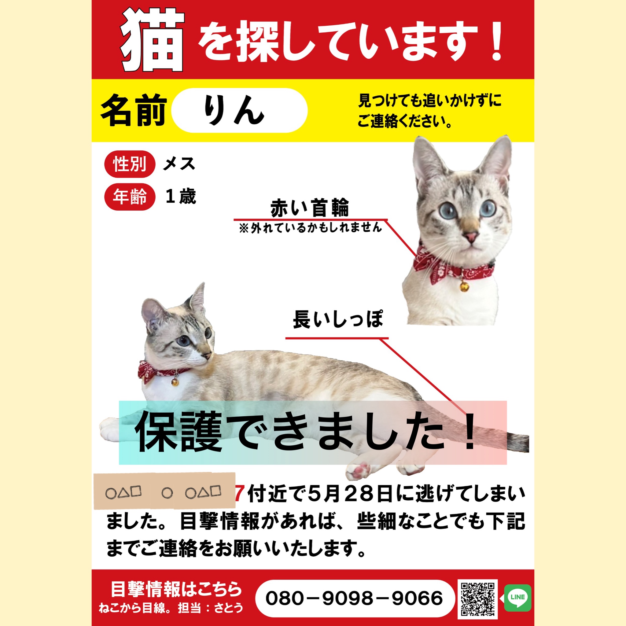 迷子猫のりんちゃんの保護のお手伝い | ねこから目線。