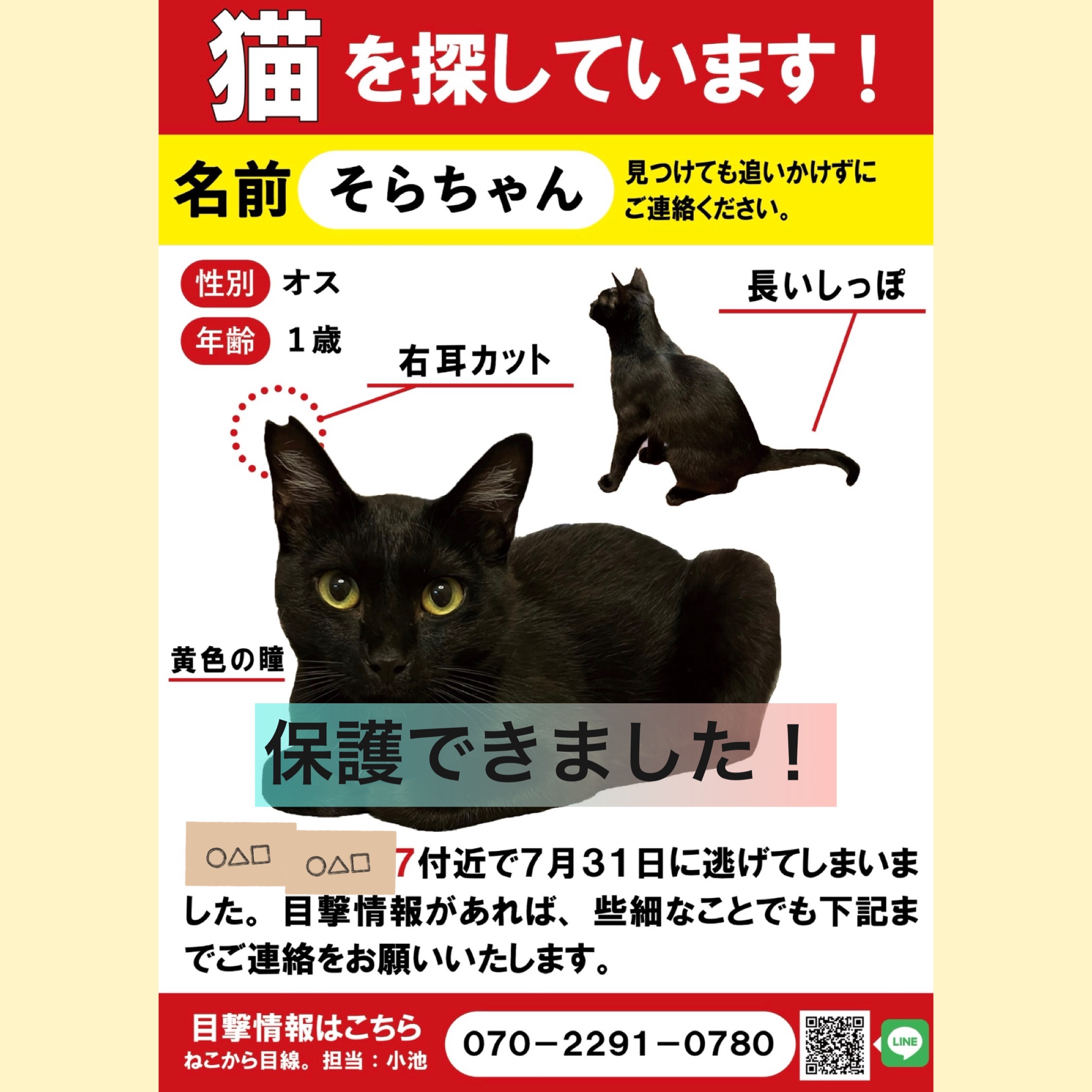 迷子猫のそらちゃん保護のお手伝い | ねこから目線。