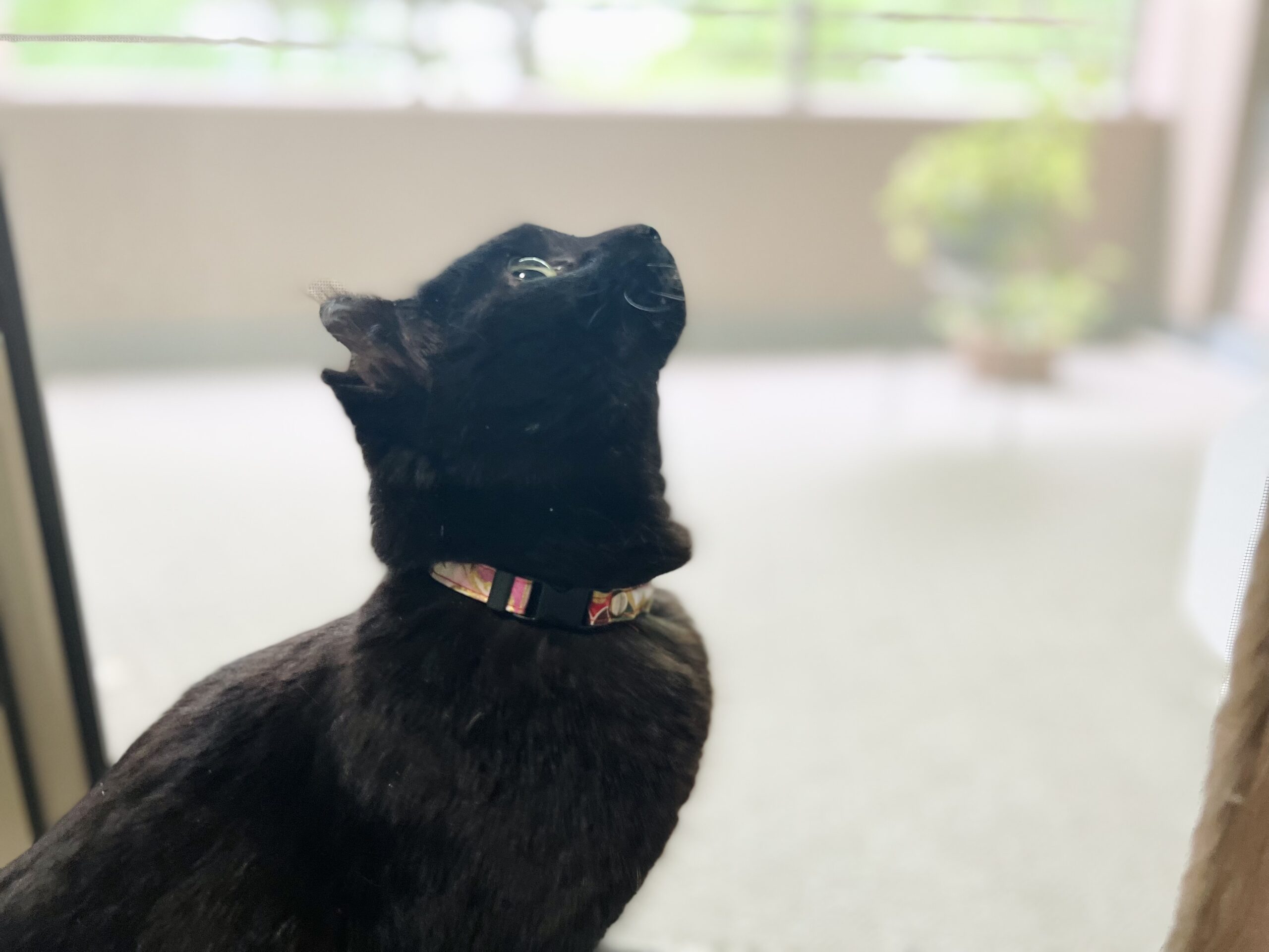 猫ミミ流奈です maxresdefault.jpg