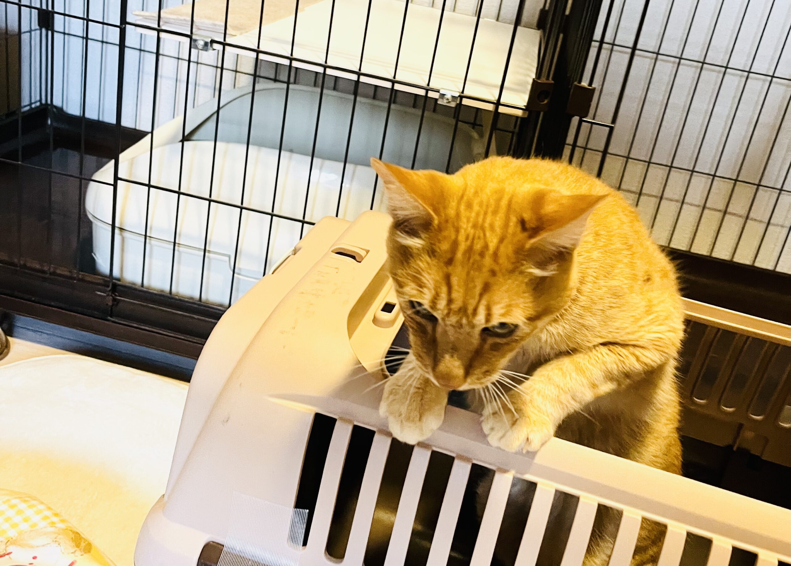 ねこ◎プロフ必読、更新(追記有り)様用個別オーダーページ② パネル生地 ねこ◎プロフ必読様用個別オーダーページ パネル生地 ねこ*いぬ