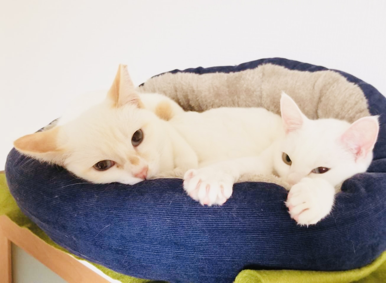 シロちゃん正式譲渡成立です！ | ねこから目線。