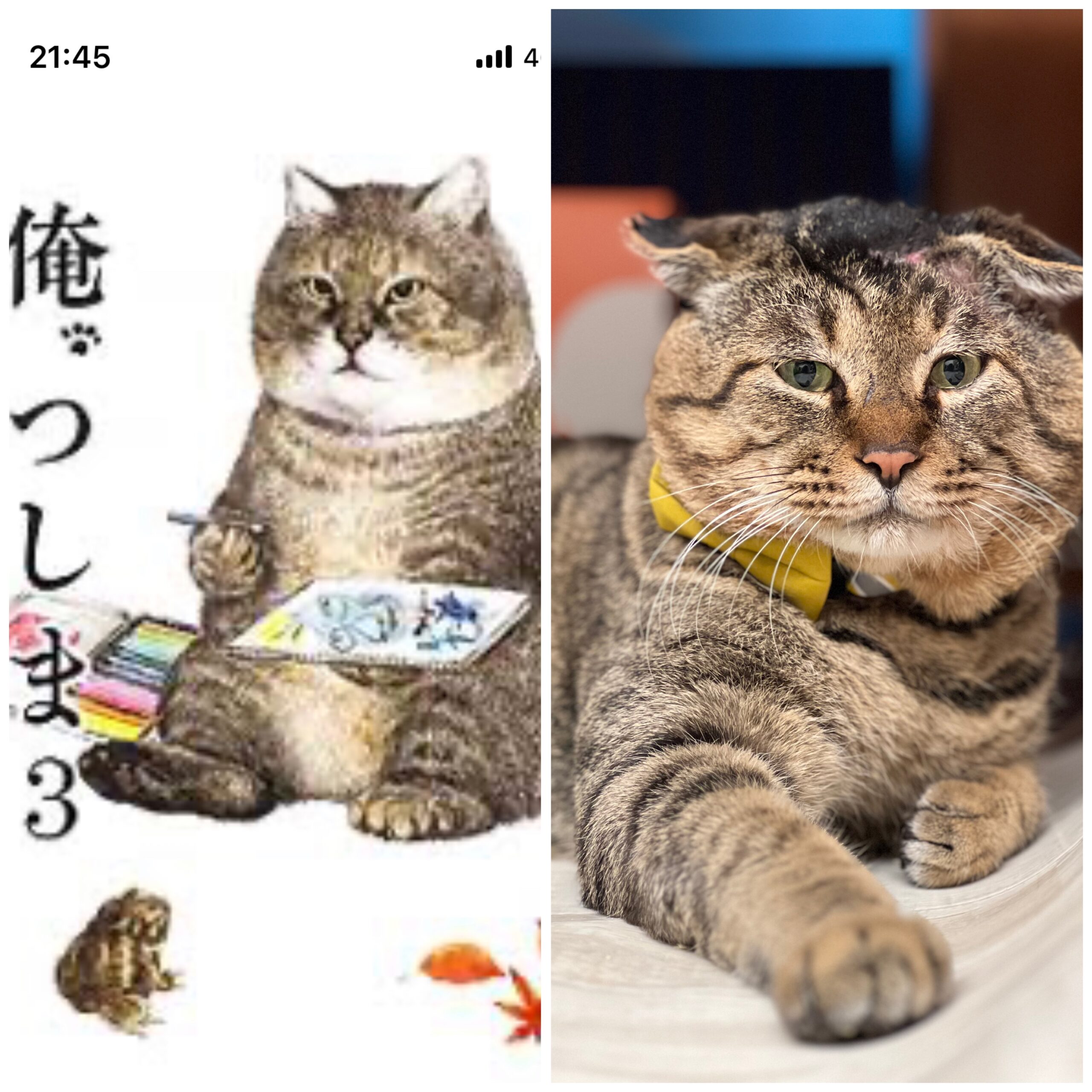 掘り出し物 俺、つしま おじいちゃんは思い出深い“ある猫”との再会を