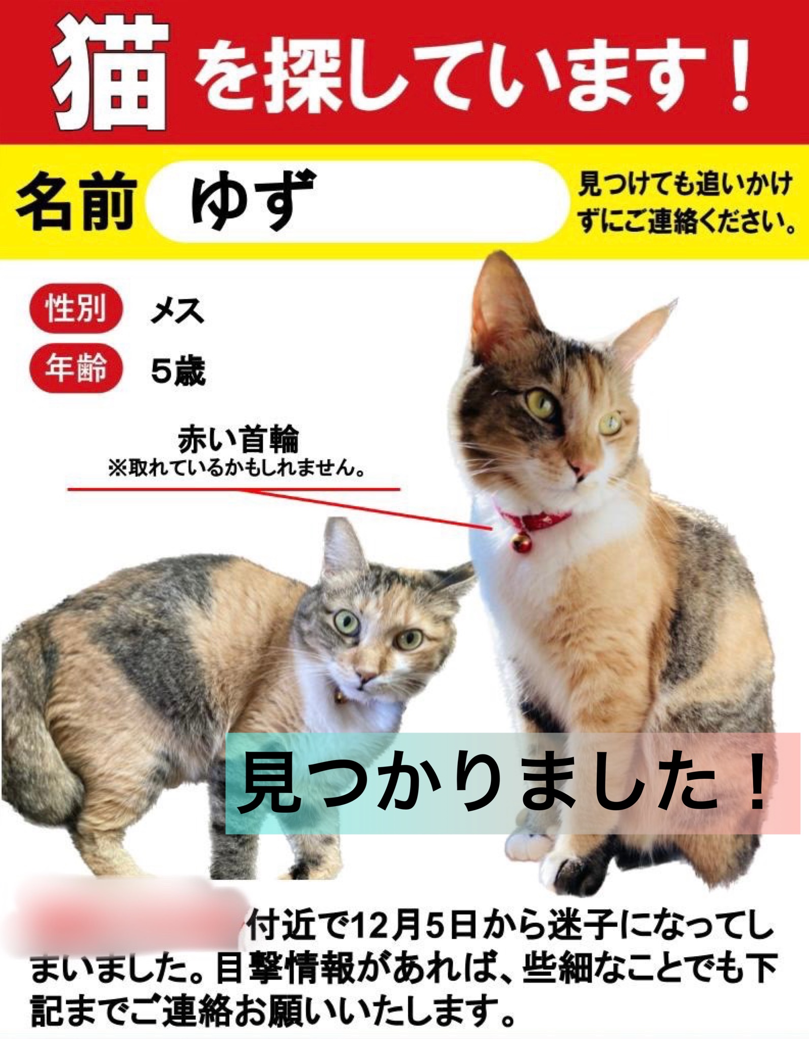 迷子猫ゆずちゃんの保護捕獲 | ねこから目線。