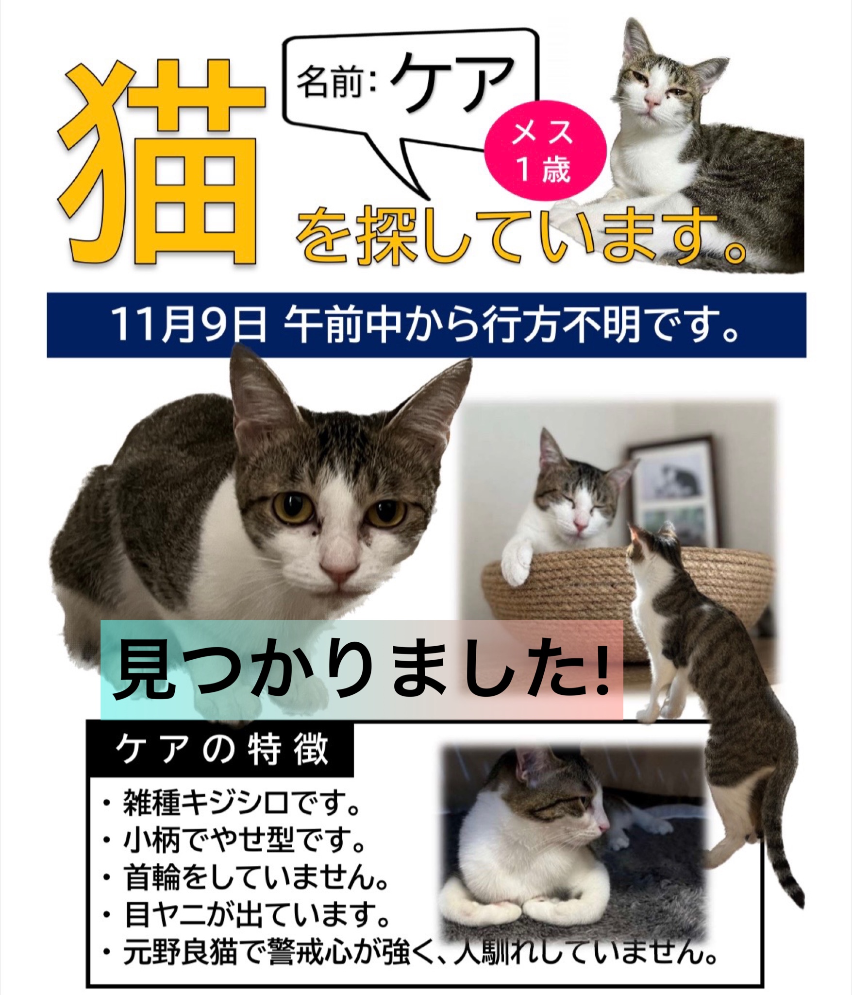 迷子猫 ケアちゃんの保護捕獲 | ねこから目線。