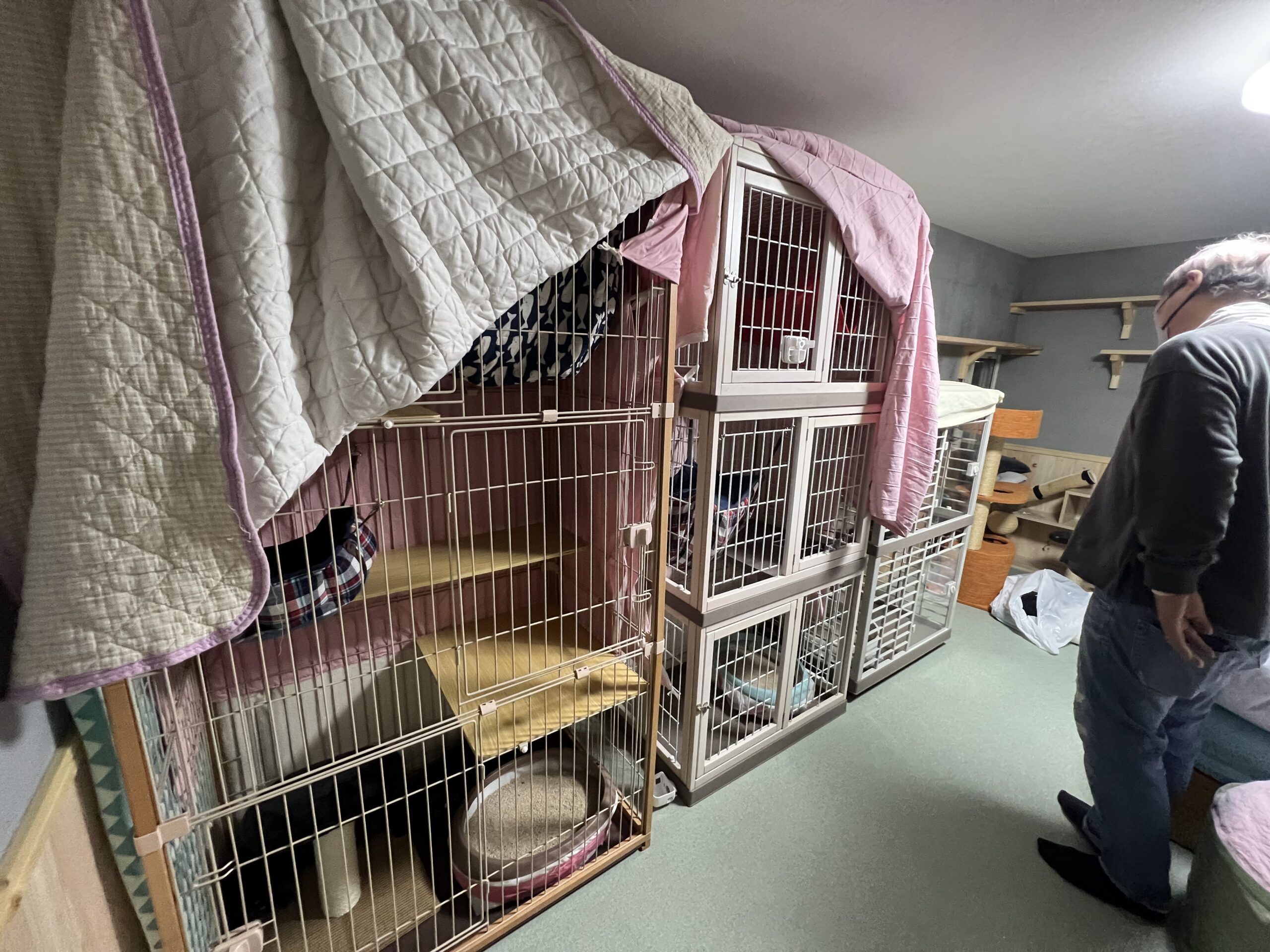 ねこおじ@引越し処分中 ガラスキャビネット 触れない猫さんのお引っ越しのお手伝い | ねこから目線。