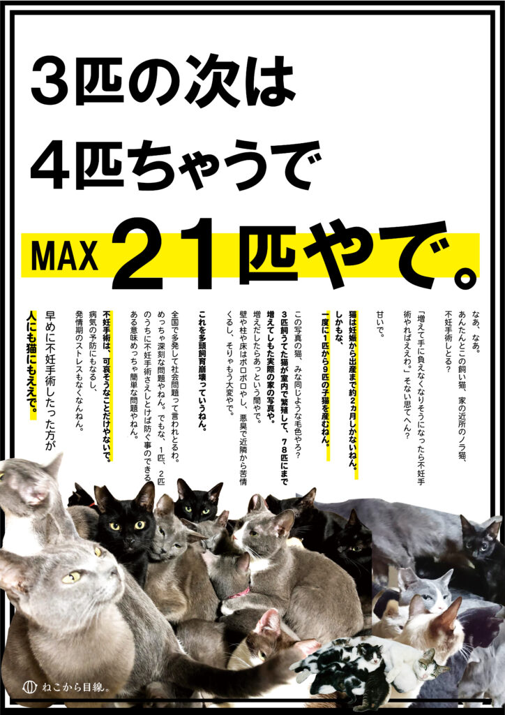 京都多頭野良猫現場〜解決の鍵は他府県から〜前編 | ねこから目線。