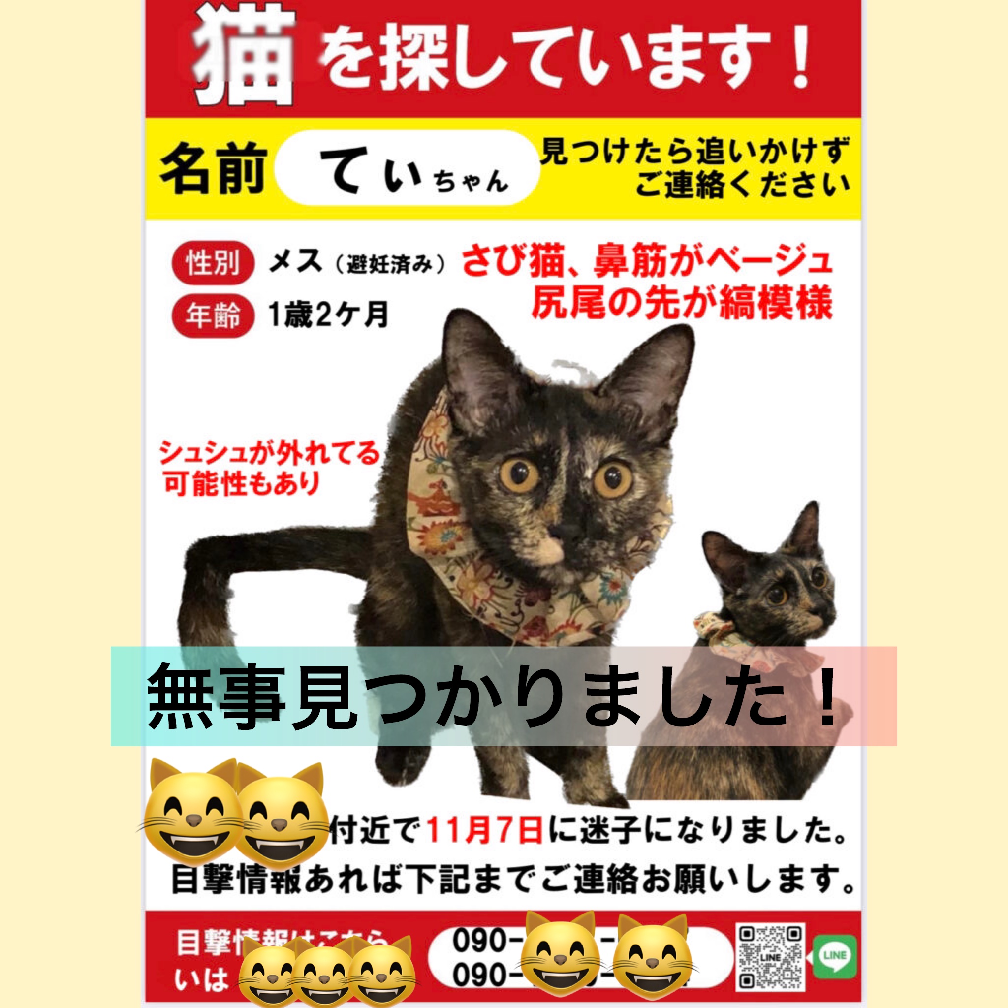サビ猫てぃちゃんの捜索お手伝い | ねこから目線。