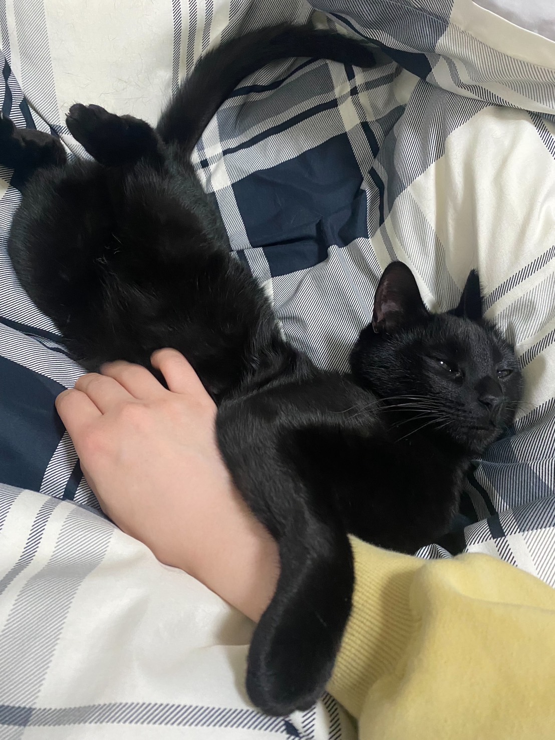 ネコちゃん様 ルナちゃん 正式譲渡成立しました! | ねこから目線。