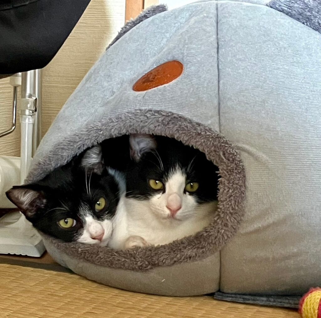ΦωΦ)ニャン♥生後1ヶ月♥猫(ΦωΦ)猫里親様募集・♥(ΦωΦ)(
