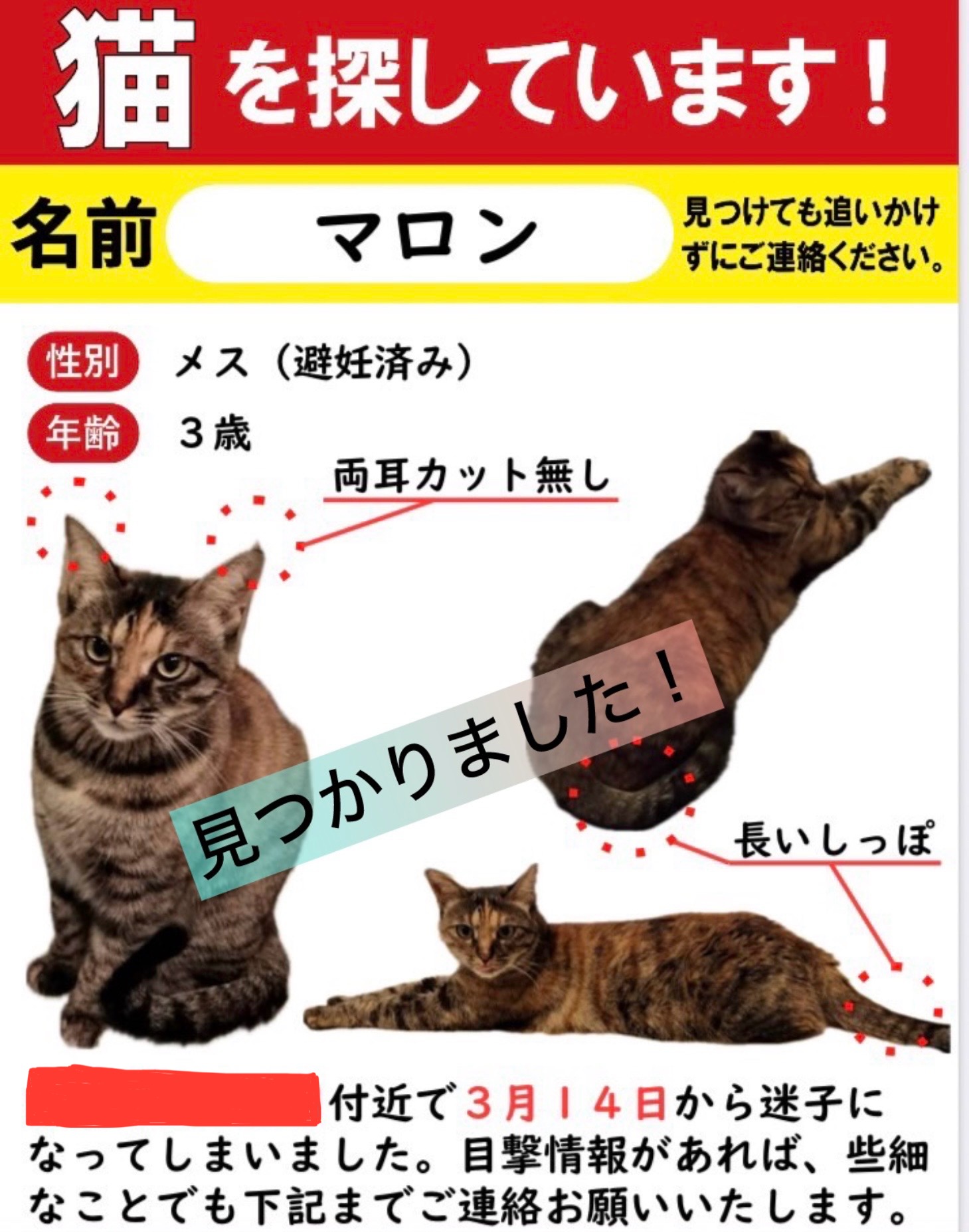 迷子猫マロンちゃんの捜索保護 | ねこから目線。