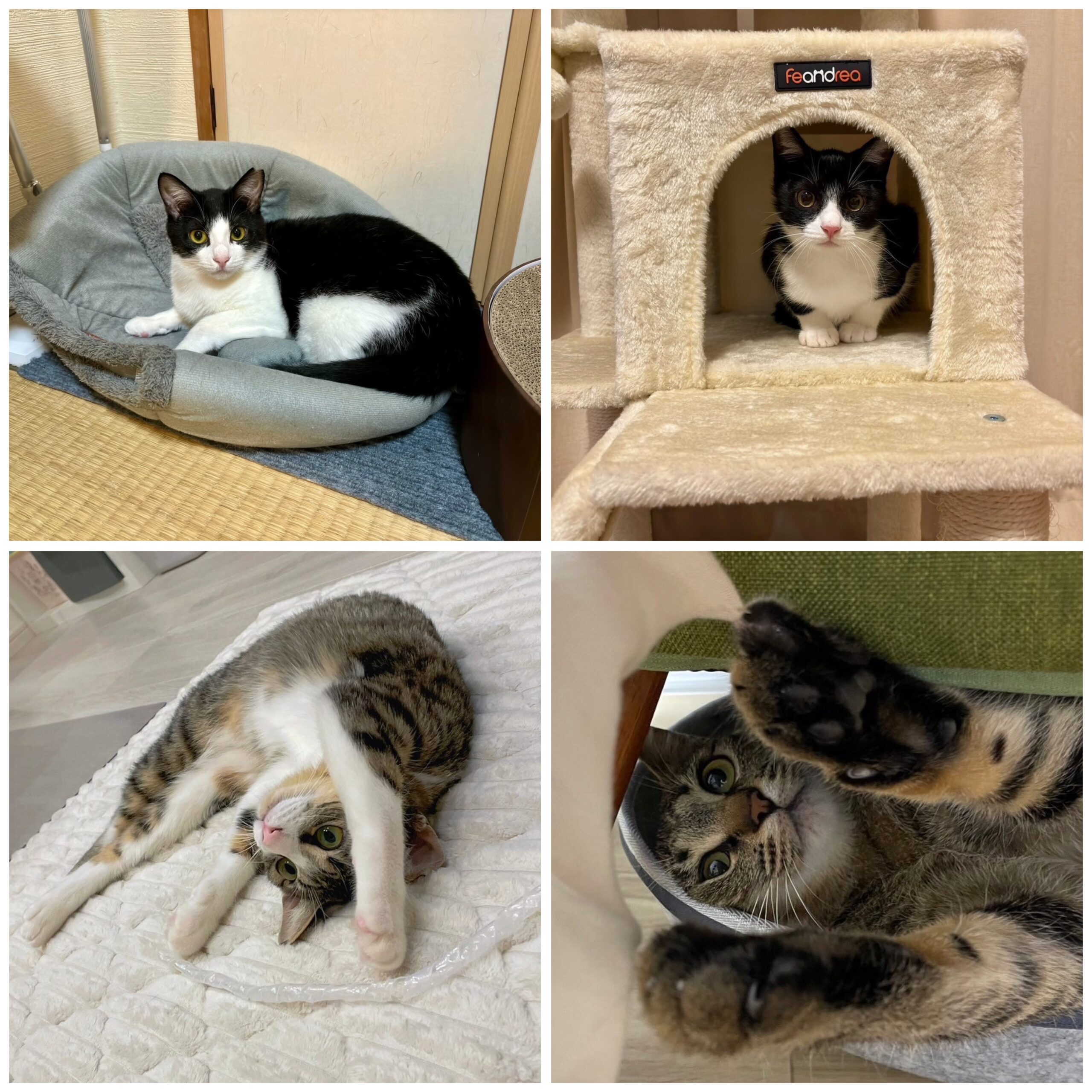 ⭐︎睦月ページ⭐︎のびねこ⑤ いろは🦊🐱🐺 on X: 