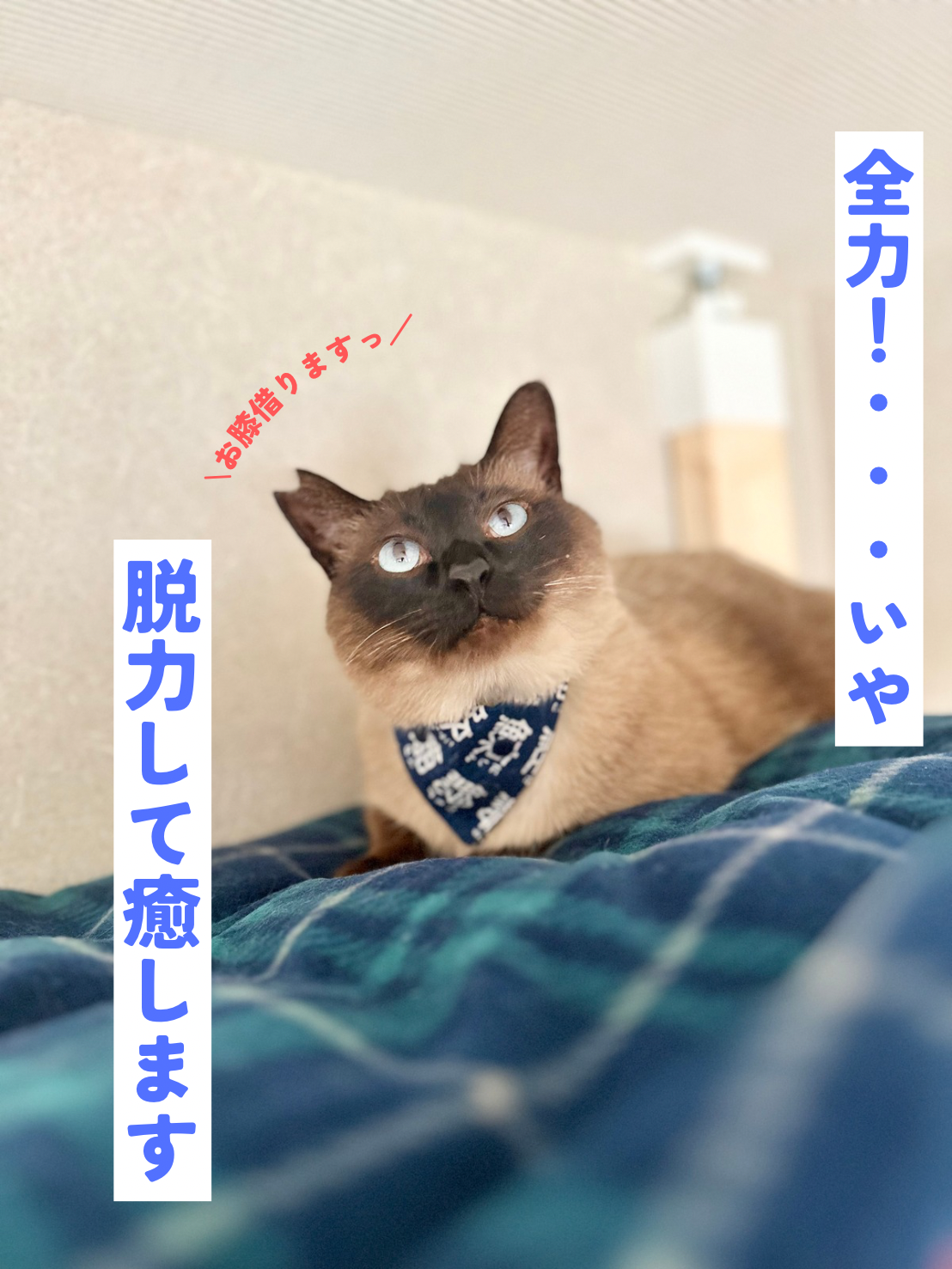 あいるーくん 里親募集開始です！ | ねこから目線。