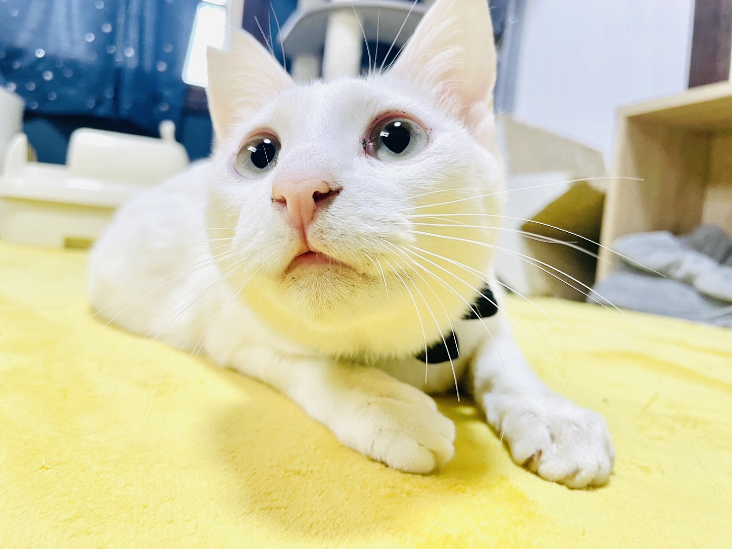しろねこさん様ご依頼品 しろねこ様 ご専用のお品物です。