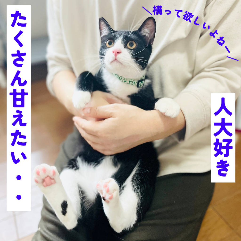 ハチ男くんの正式譲渡成立です！ | ねこから目線。