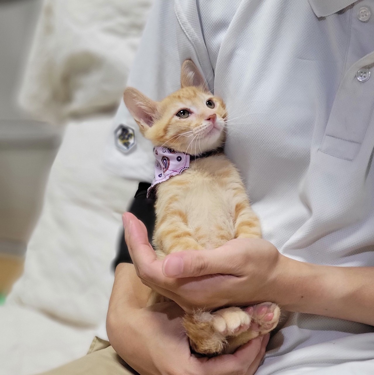793　専用確認中です！　　子猫の写真とビーズ3個セット Amazon | JXK ブリティッシュショートヘア 猫 可愛い ペット