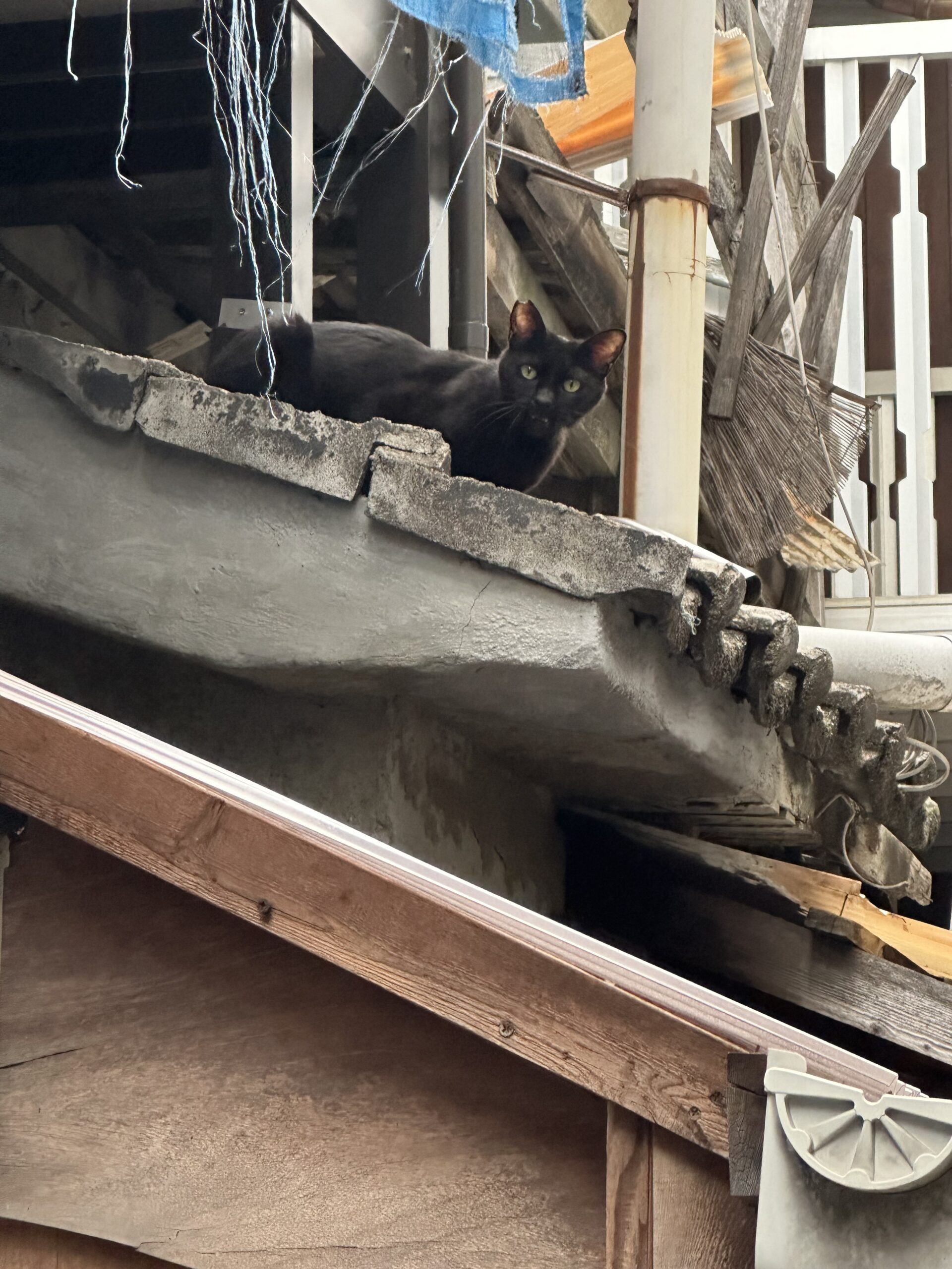 屋根上に取り残されたくーちゃん | ねこから目線。