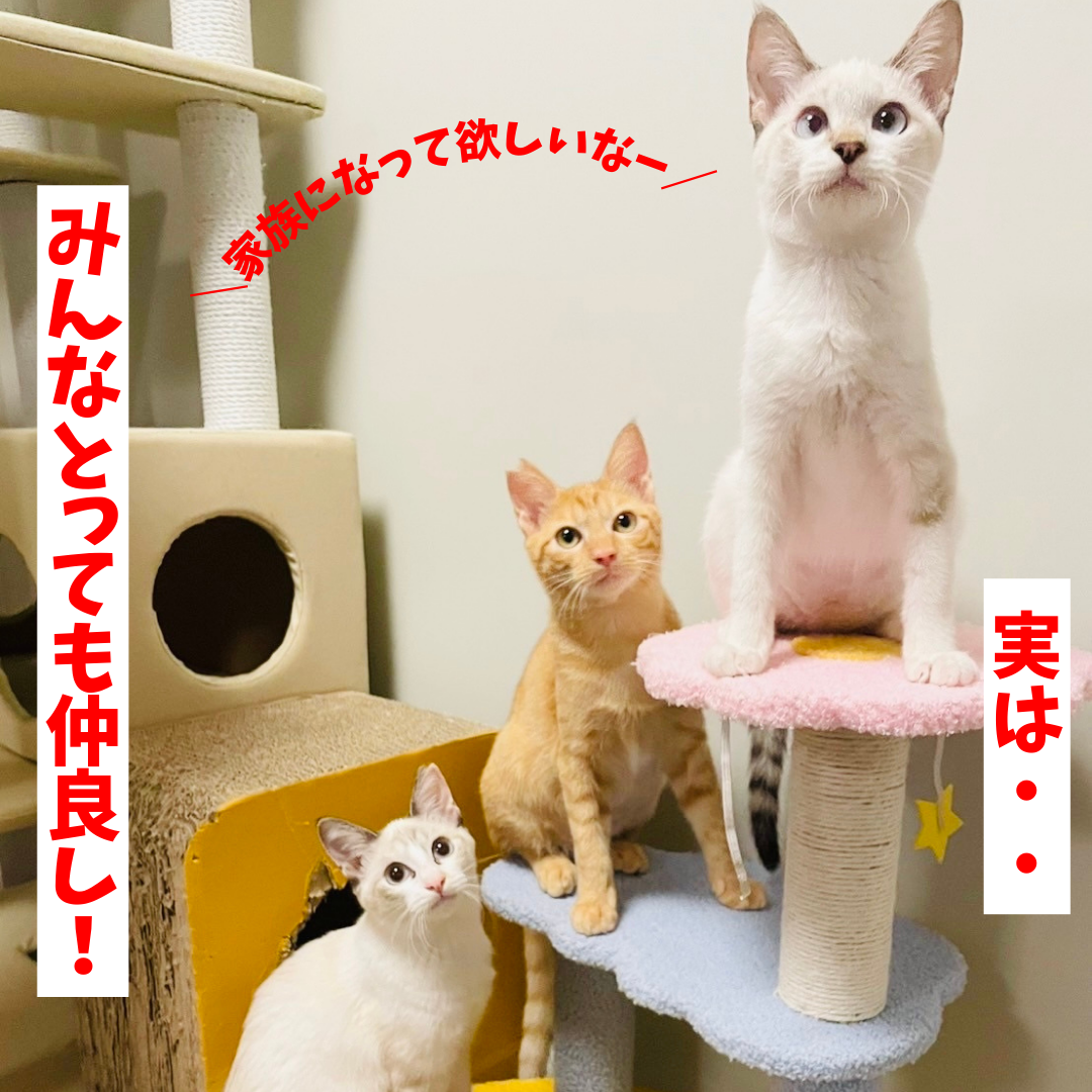 ナミ・‪ ウミ・カイの里親募集開始です！ | ねこから目線。‬