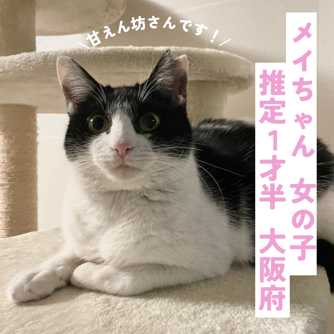メイちゃん里親募集開始です！ | ねこから目線。
