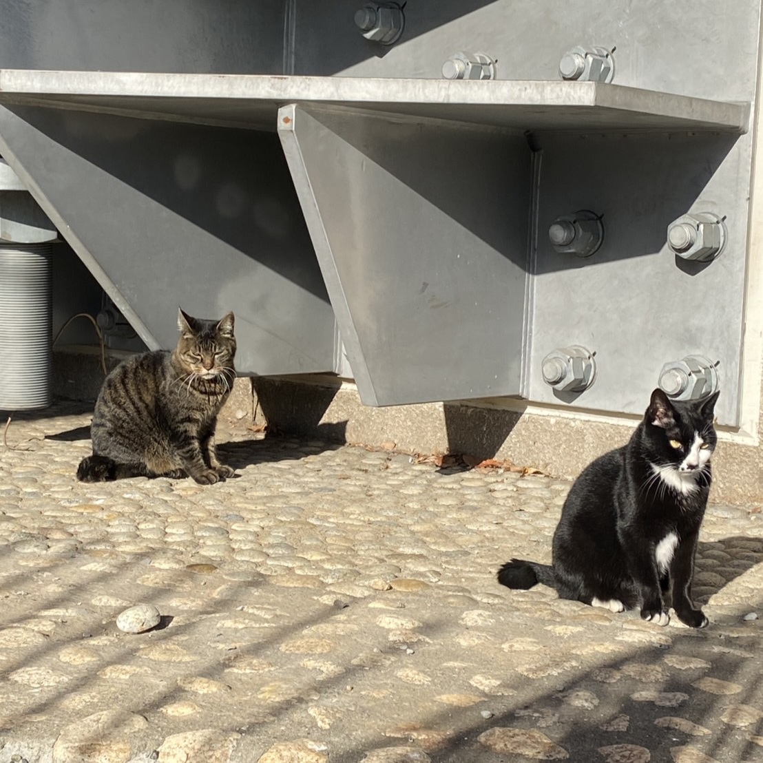 年間1位 捕獲器 猫 踏板式 動物 捕獲 アニマルトラップ ネコ
