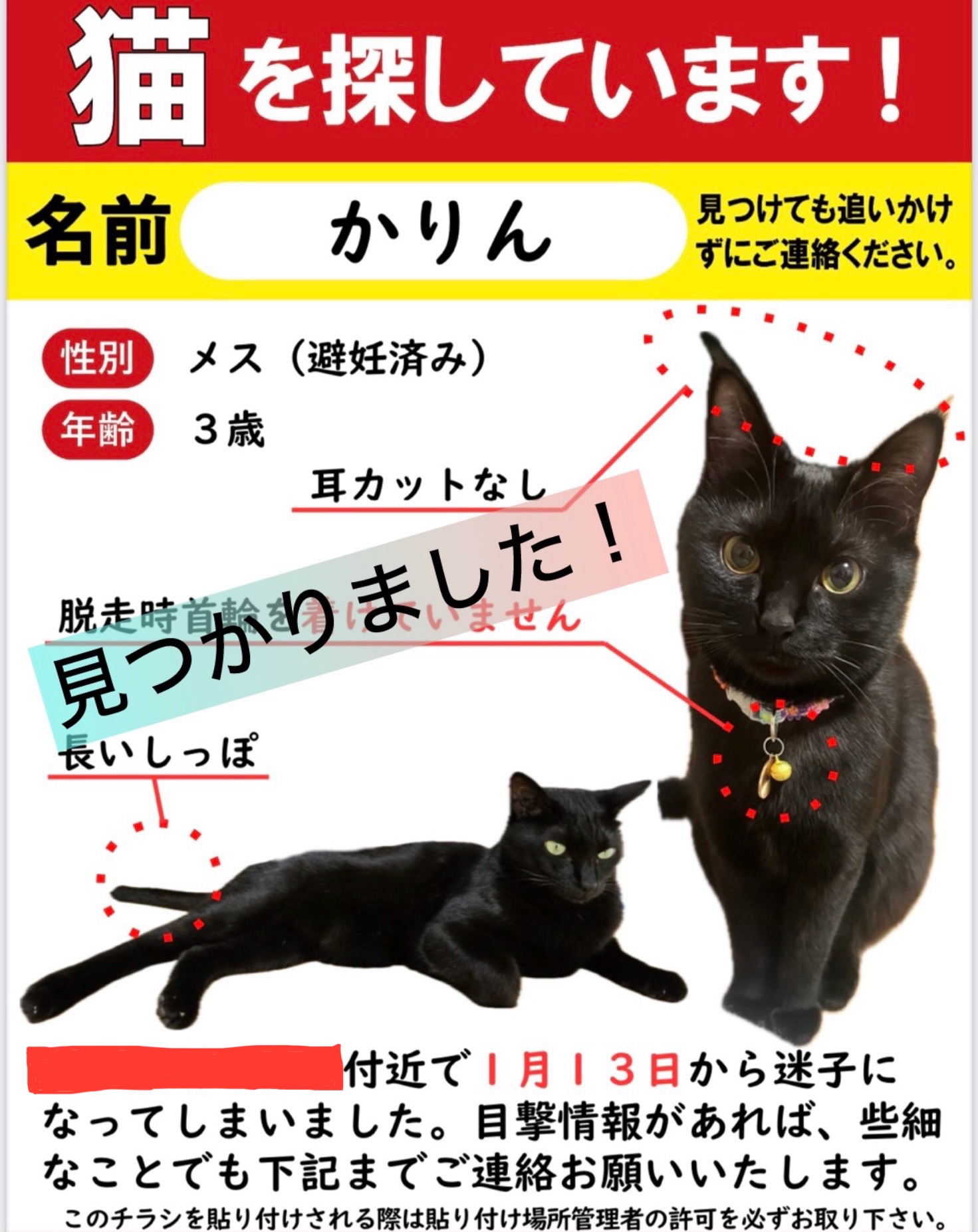 迷子猫かりんちゃんの捜索のお手伝い | ねこから目線。