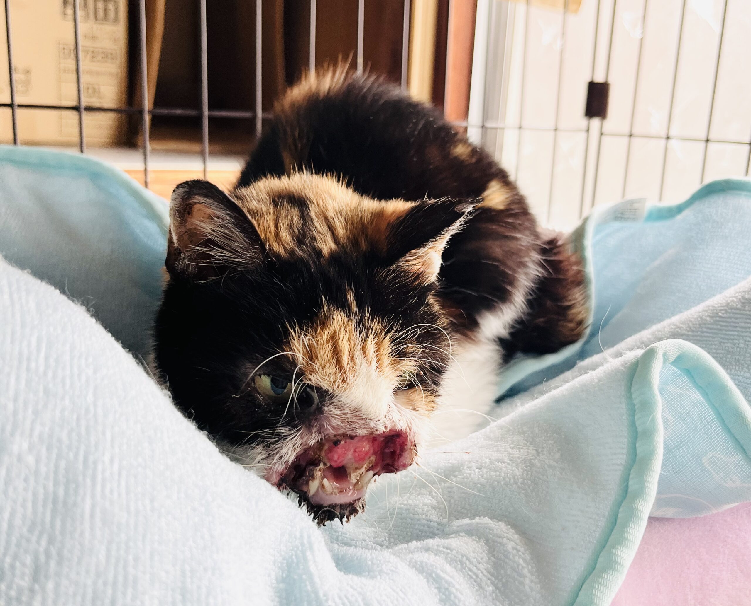 鼻が滑落した猫さんの捕獲のお手伝い | ねこから目線。