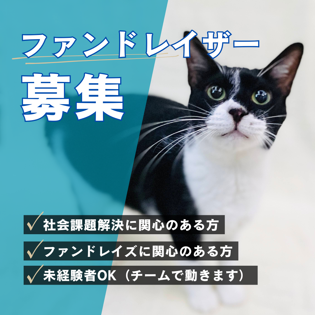 ファンドレイザー募集！ | ねこから目線。