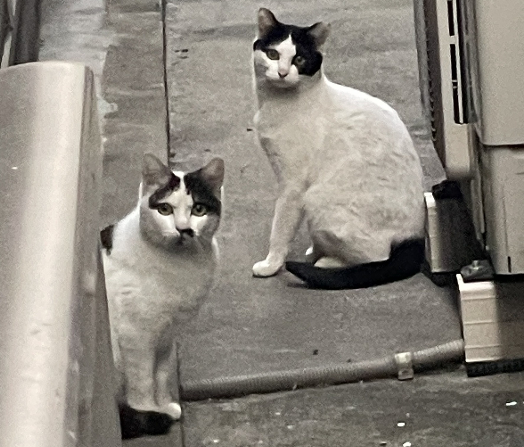 裏から流れてきたノラさん達のTNRのお手伝い | ねこから目線。