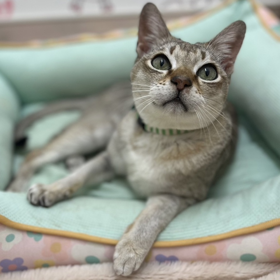 よんくん正式譲渡成立です！ | ねこから目線。