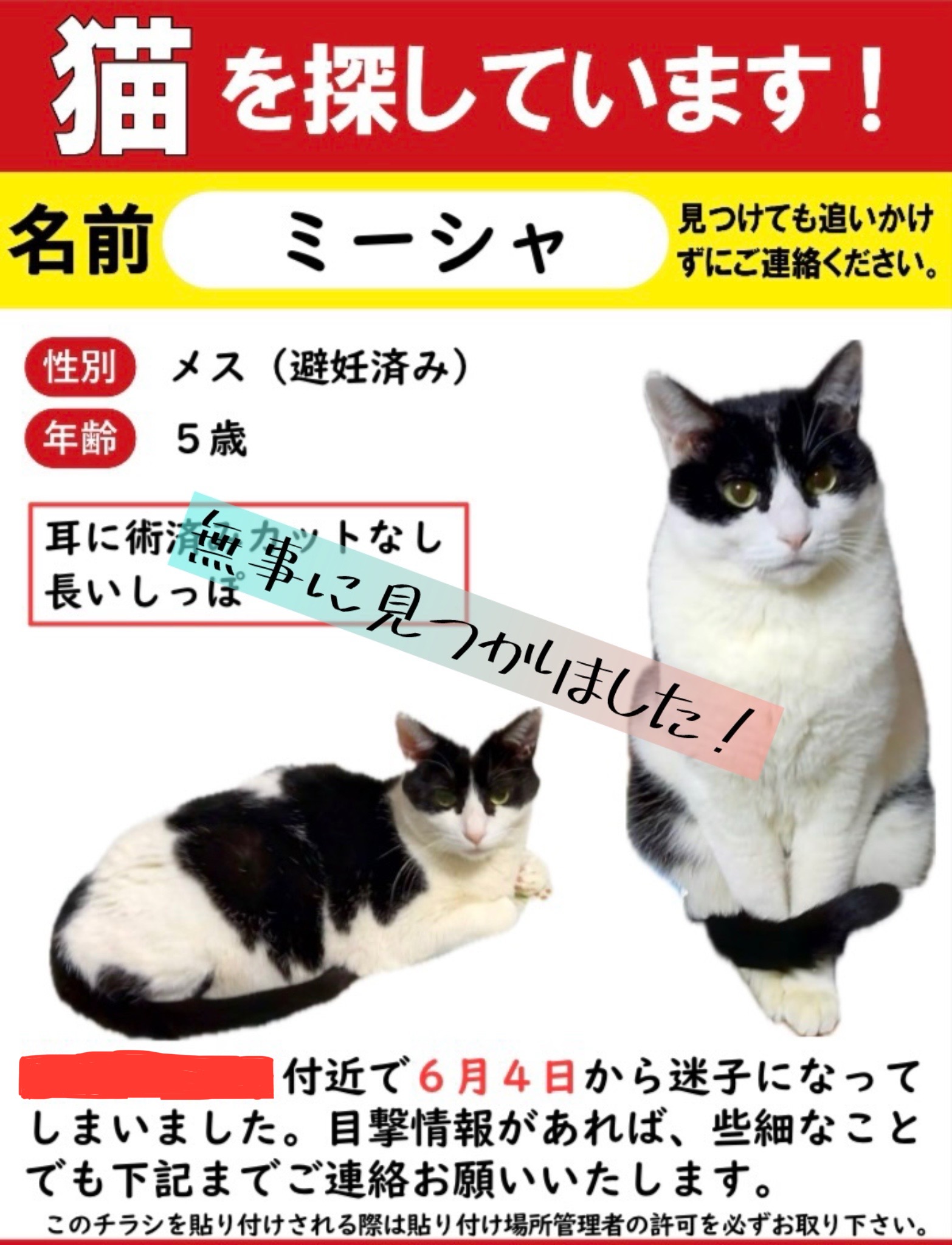 玄関からの脱走。ミーシャちゃん捜索のお手伝い | ねこから目線。