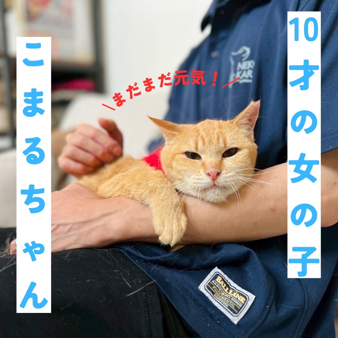 多頭猫の内の1匹から大切な家族の一員を目指して | ねこから目線。