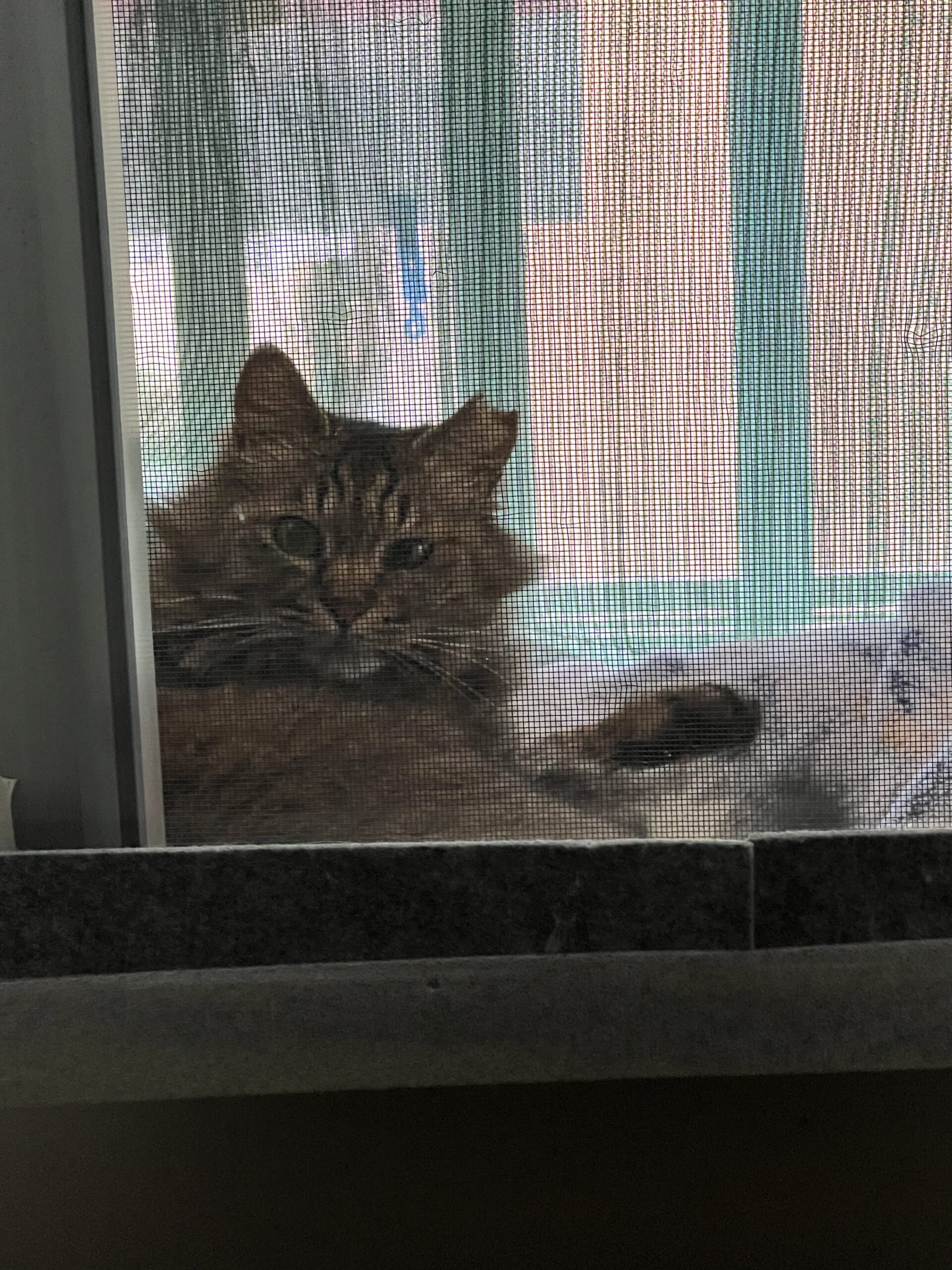 新規：飼い続ける支援訪問記録 ふさ子さん | ねこから目線。