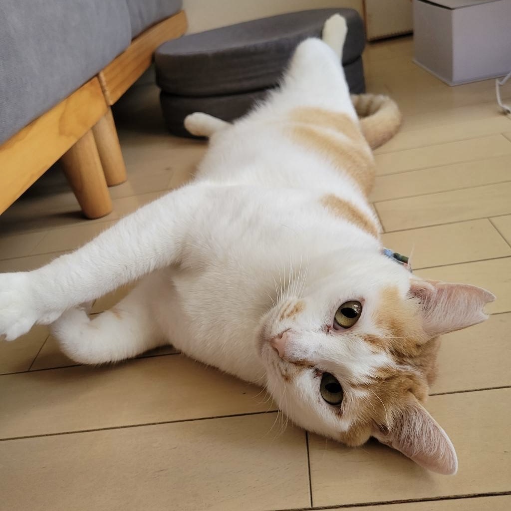 にゃん太くん正式譲渡成立です！ | ねこから目線。