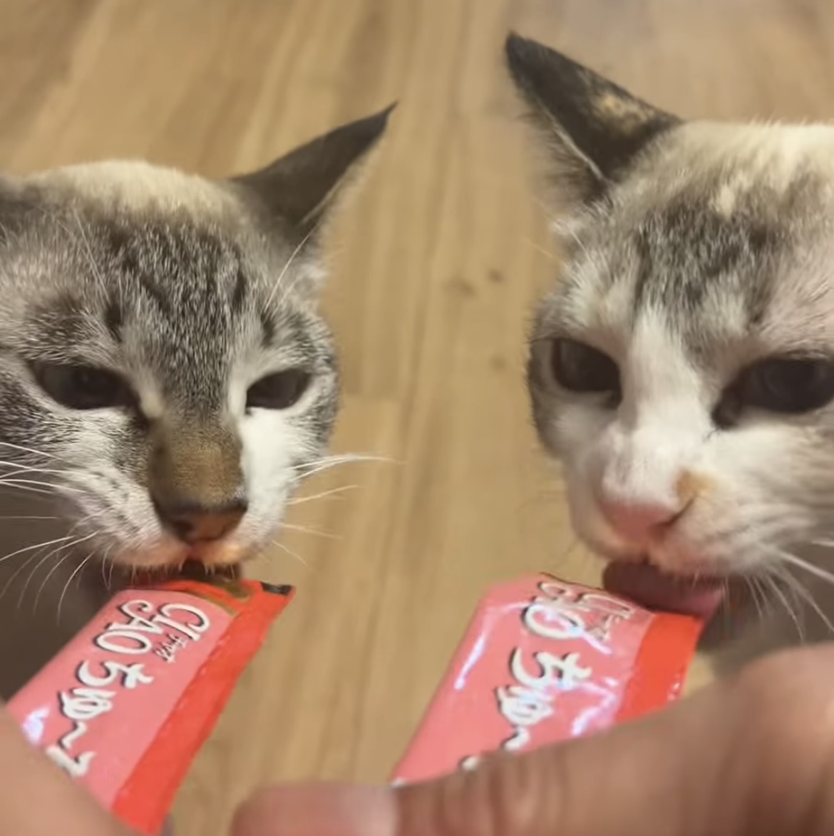 ナミ＆ウミ正式譲渡成立です！ | ねこから目線。