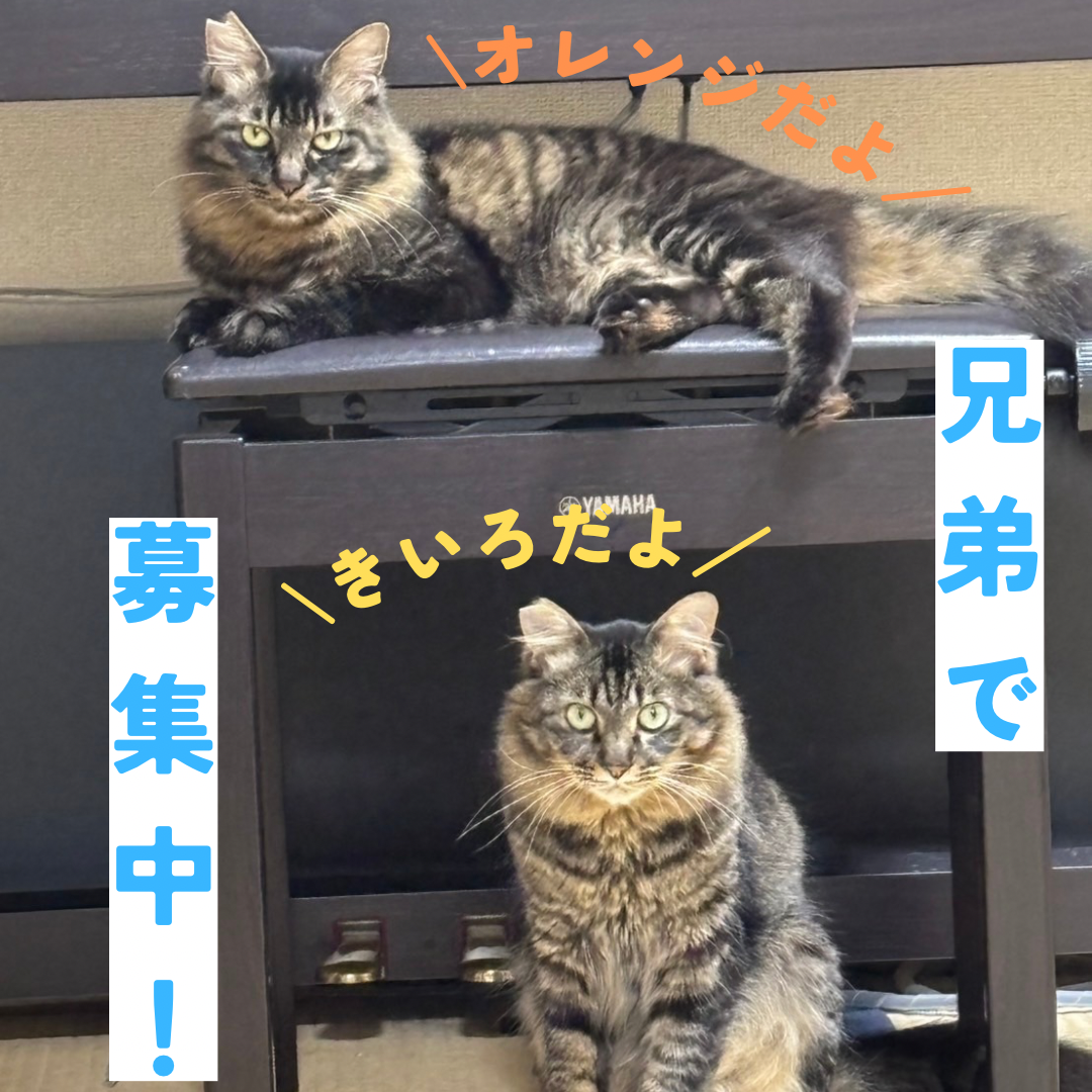 きいろくん、オレンジくん里親募集開始です！ | ねこから目線。