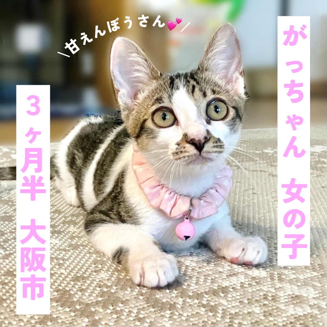 ぐっちゃん様ご予約分専用出品ページになります！ トラブルに注意】『メルカリ』専用ページの作り方と2つのデメリット