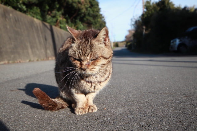支援の必要な猫がいます