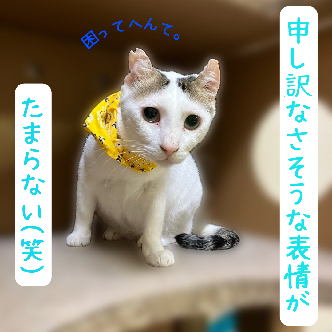 チー太郎君、里親募集開始です！ | ねこから目線。