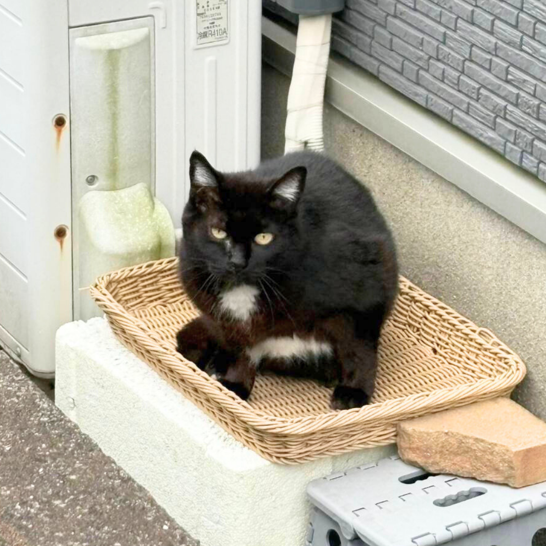 10年見守ってきたノラ猫さんをおうちで。 | ねこから目線。