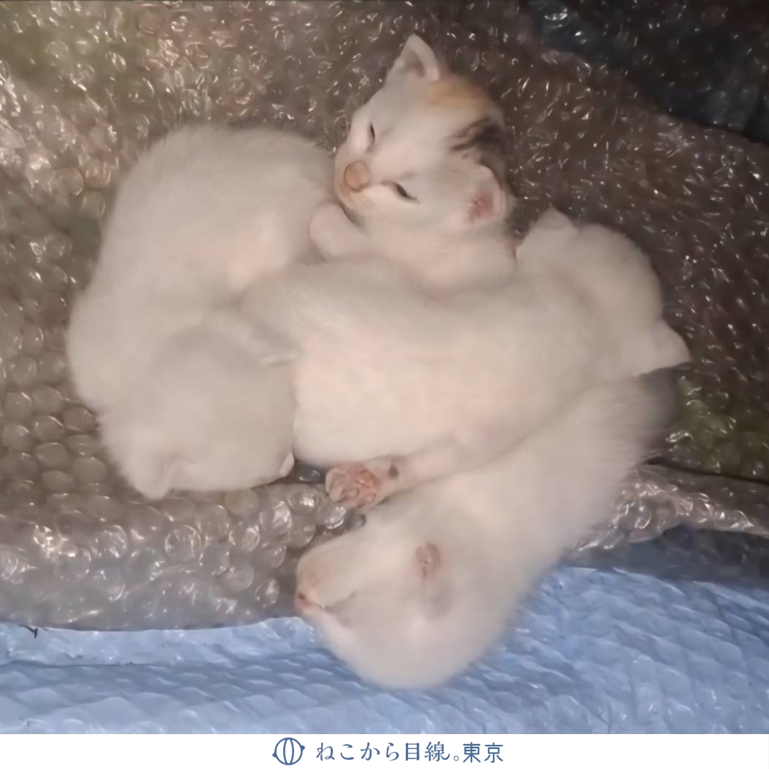 茨城で子猫4匹から始まった20匹保護の話 | ねこから目線。