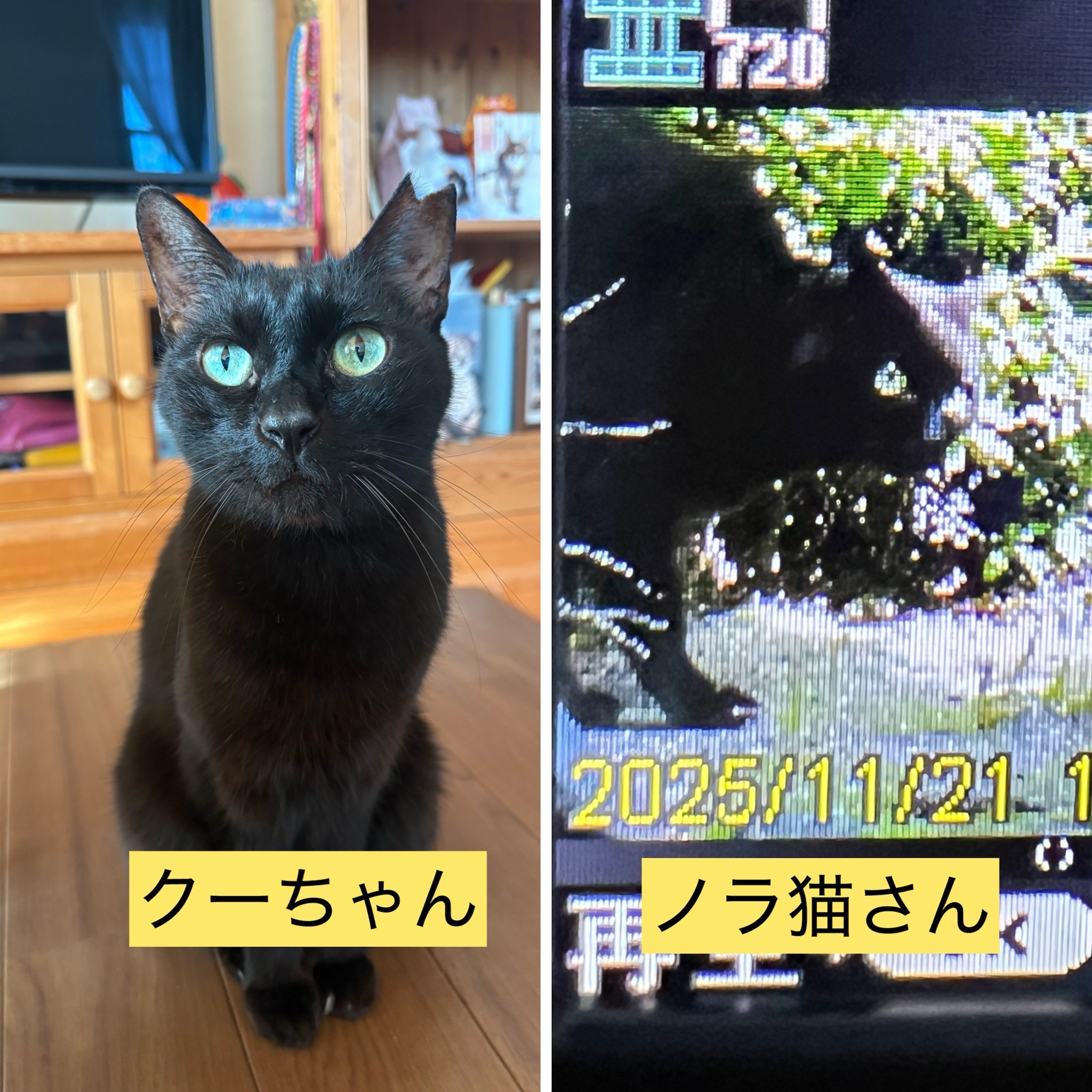 そっくりさんに要注意！迷子のクーちゃんの捜索 | ねこから目線。