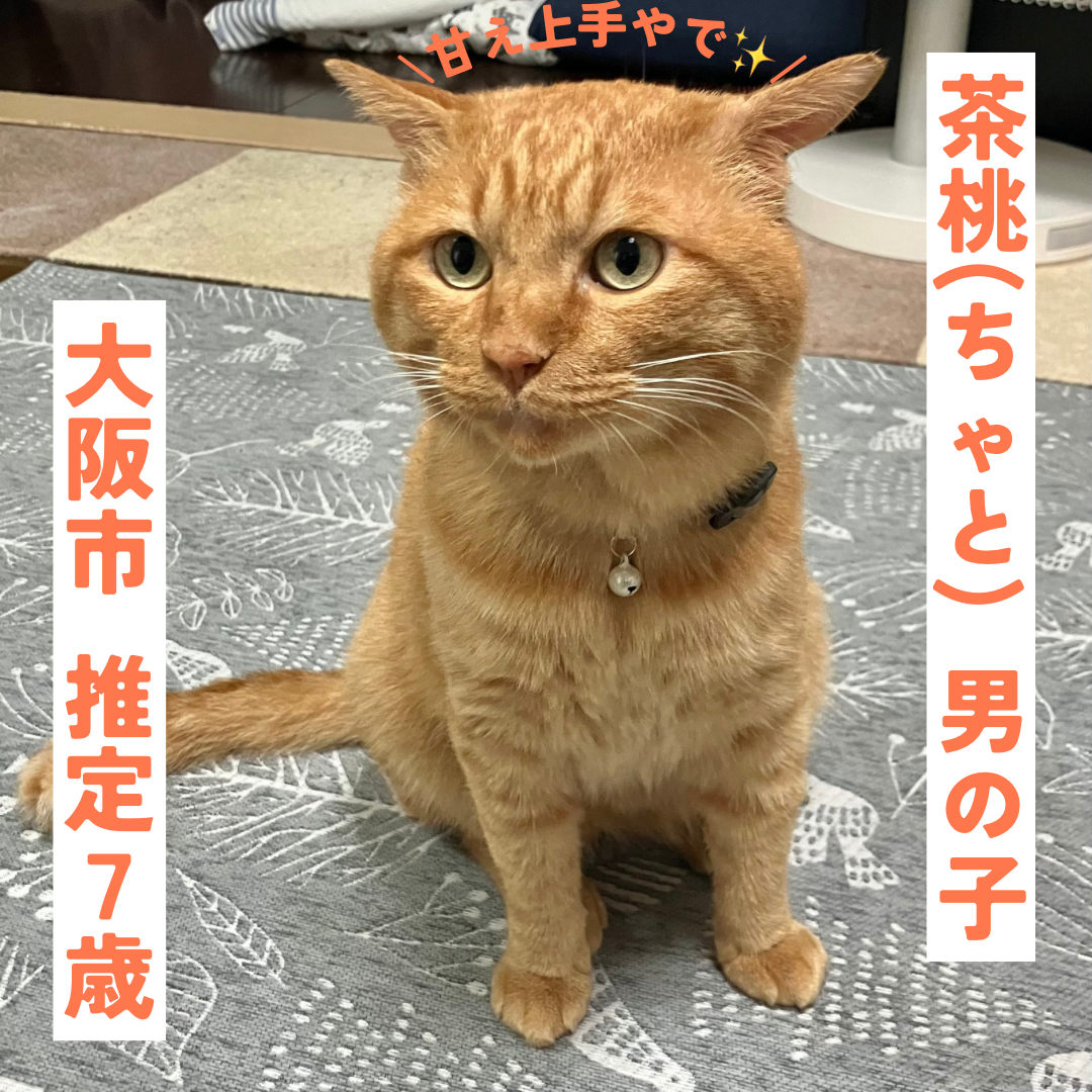 お願いネコ★土日祝も24時間以内に発送★ 専用 茶桃(ちゃと)くん里親募集開始です！ | ねこから目線。