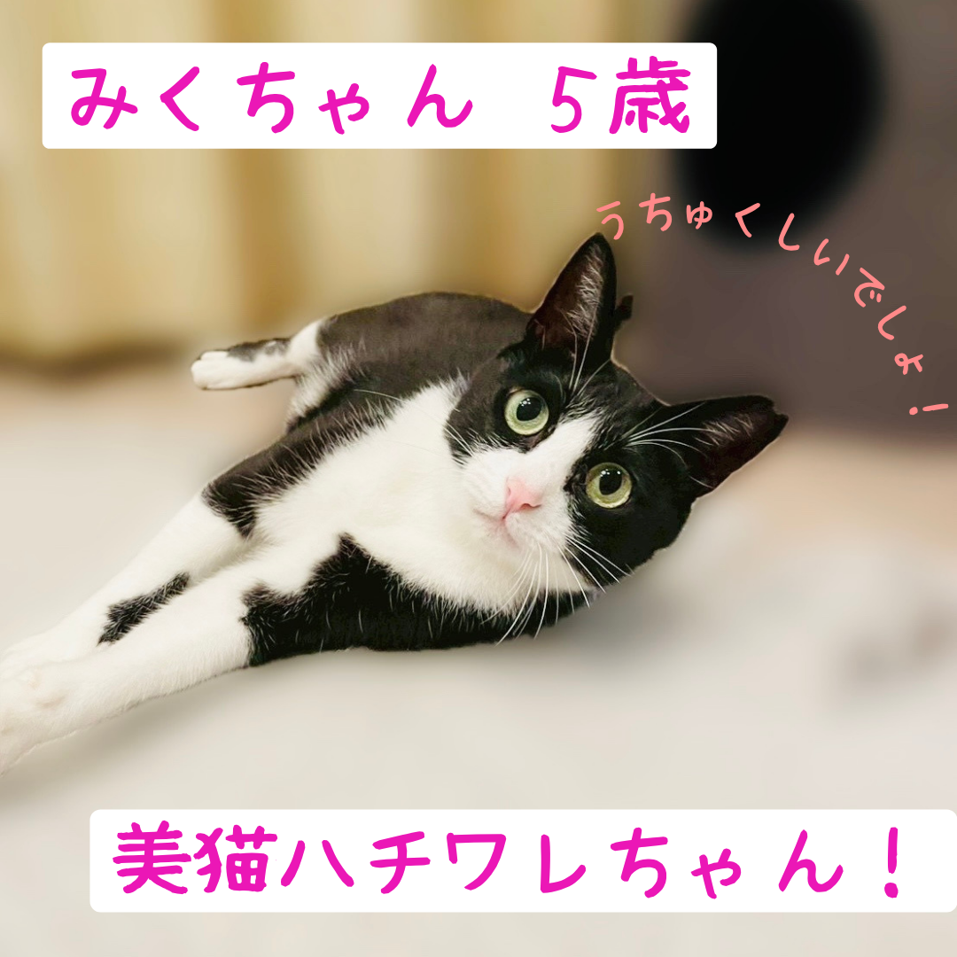 みくちゃんの新しいお家募集中です！ | ねこから目線。