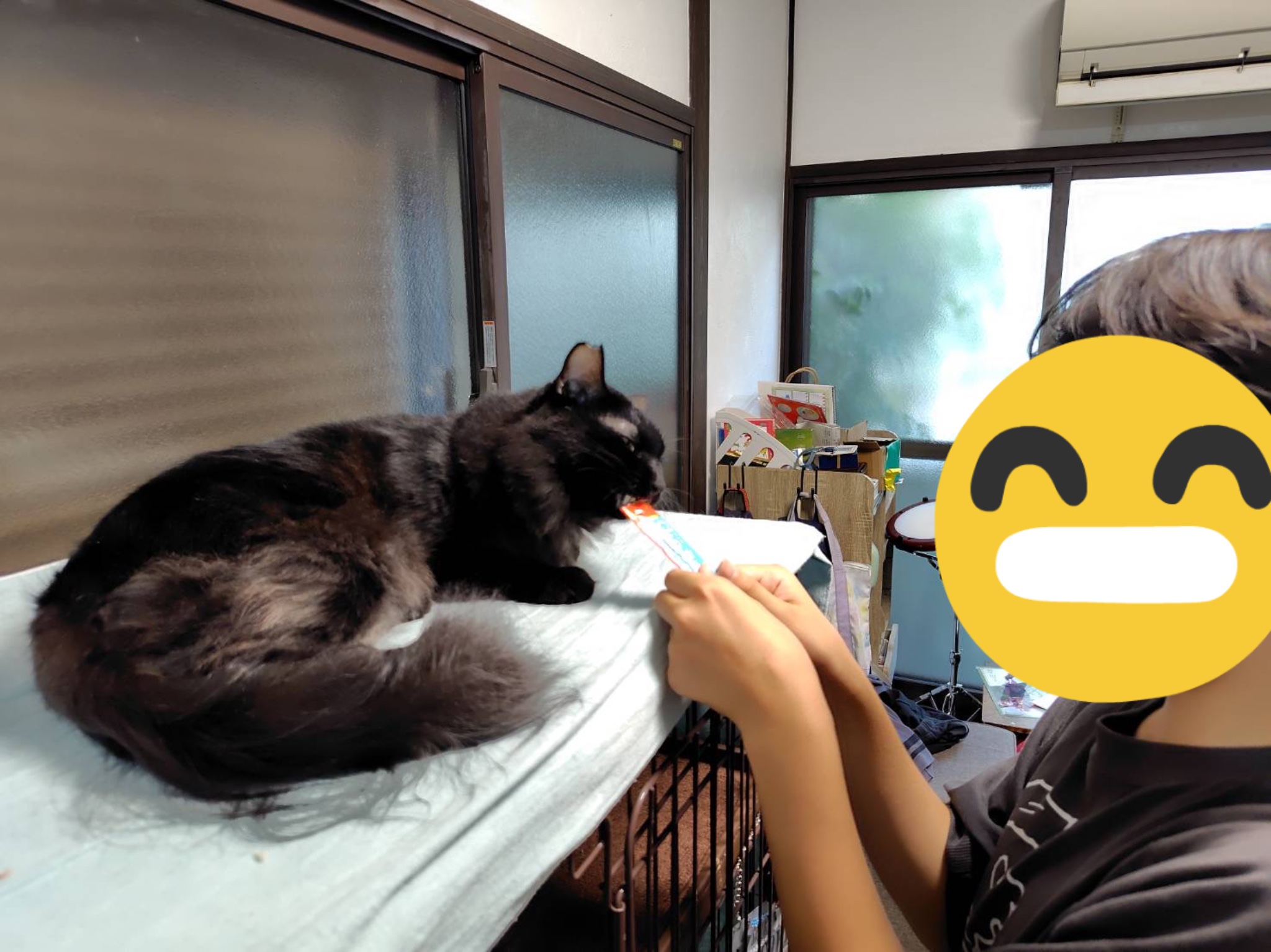 メグ君正式譲渡成立です！ | ねこから目線。